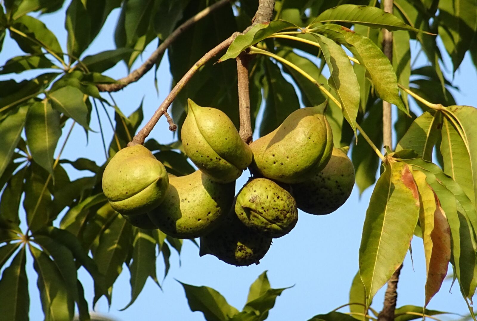 Sony DSC-HX60V sample photo. Fruit, seed pod, sterculia photography