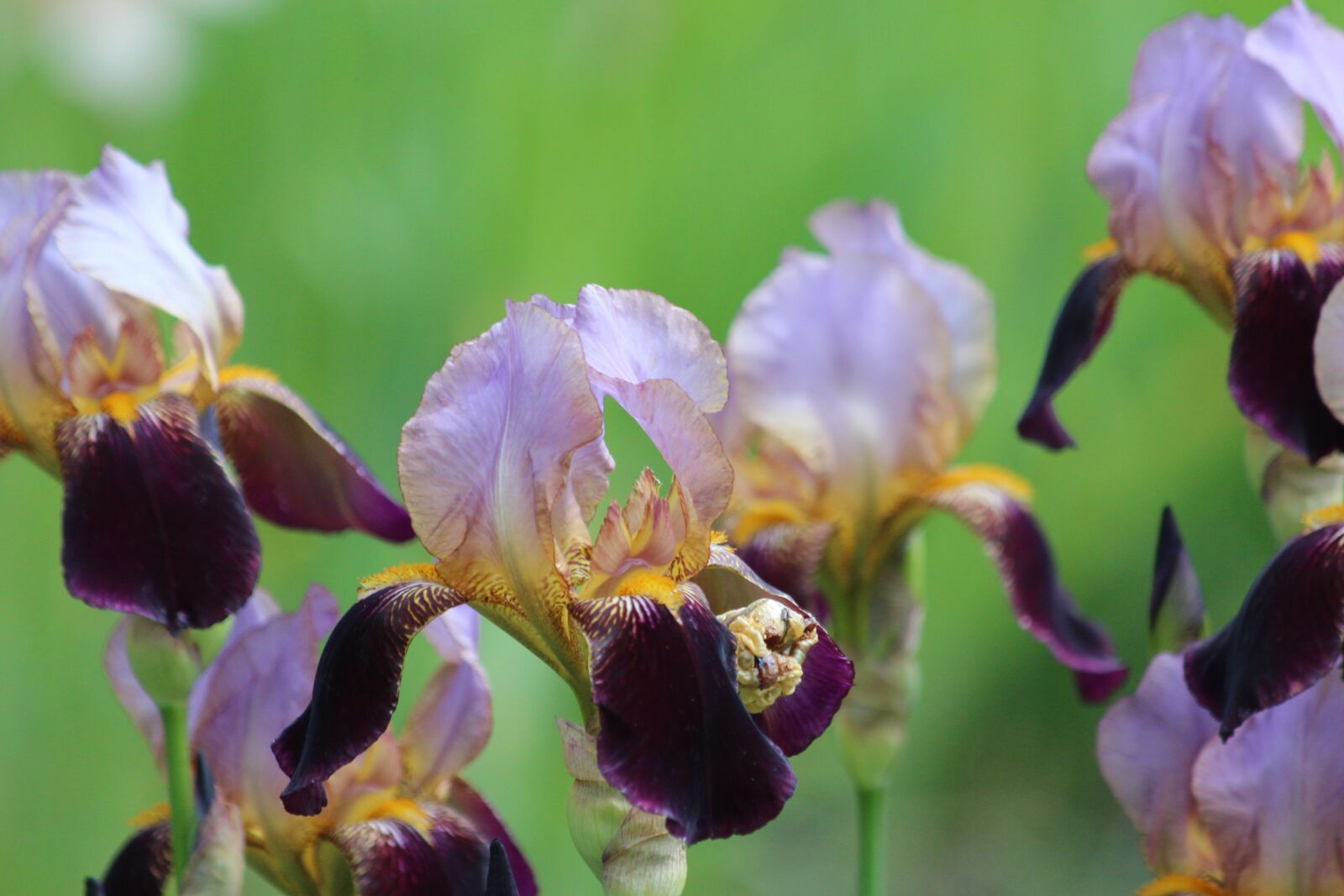 Canon EOS 650D (EOS Rebel T4i / EOS Kiss X6i) sample photo. Irises, purple, lilac photography