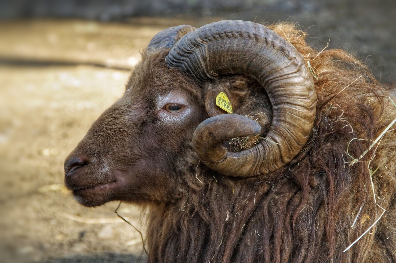 Sony SLT-A58 sample photo. Sheep, bock, horns photography
