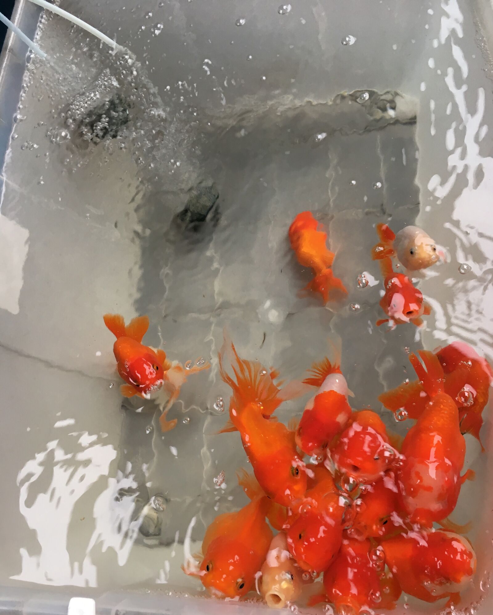 iPhone SE back camera 4.15mm f/2.2 sample photo. Lovely goldfish, goldfish from photography