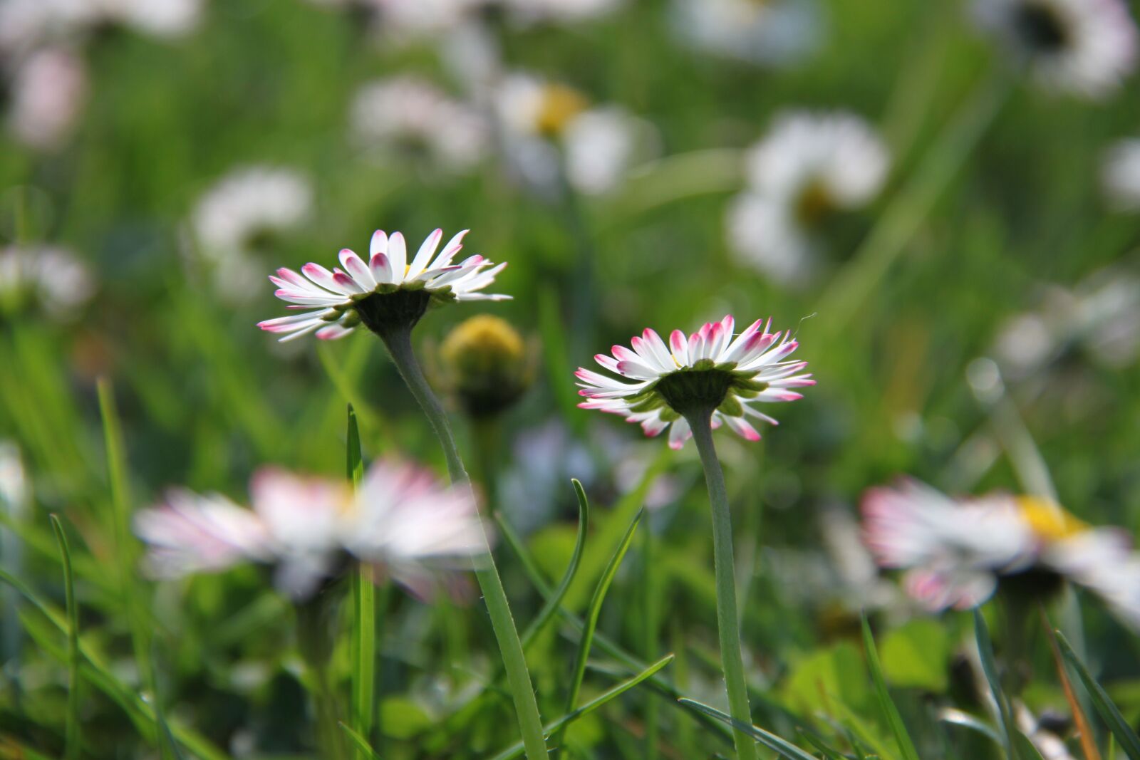 Canon EOS 500D (EOS Rebel T1i / EOS Kiss X3) sample photo. Daisy, meadow, spring photography
