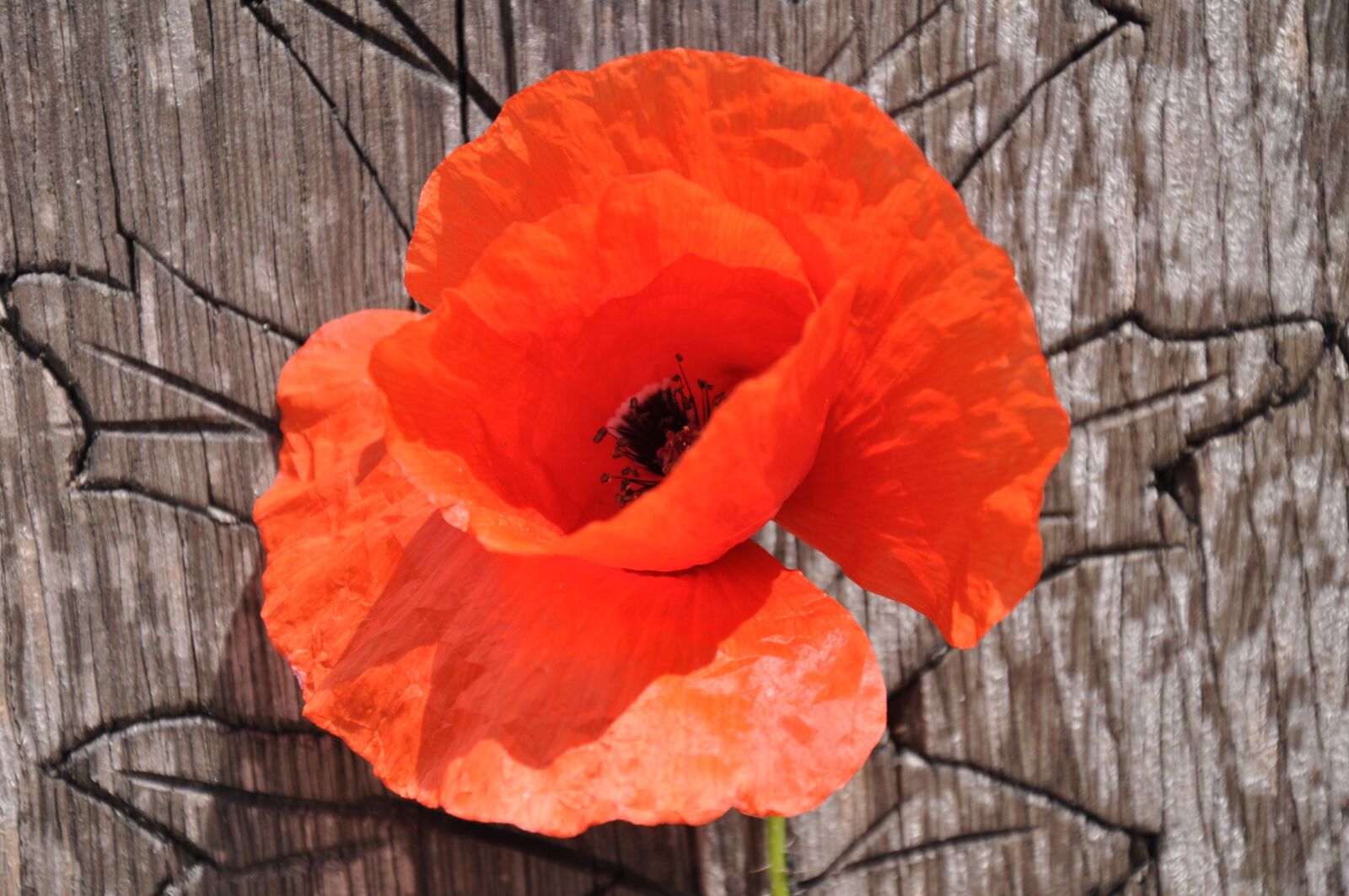Nikon D90 sample photo. Poppy, wildflower, meadow flower photography