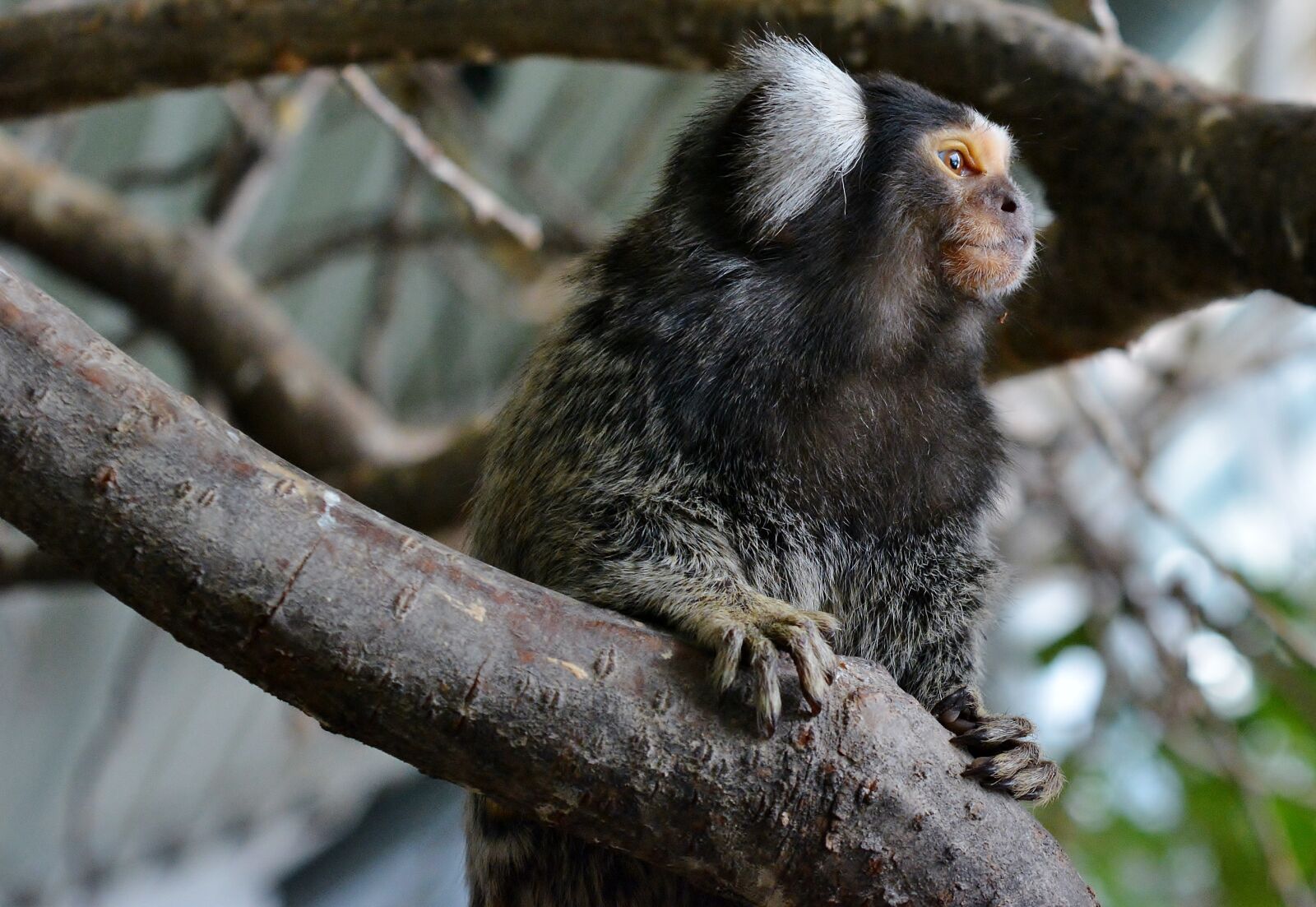 Nikon D5200 sample photo. Marmoset, primate, monkey photography