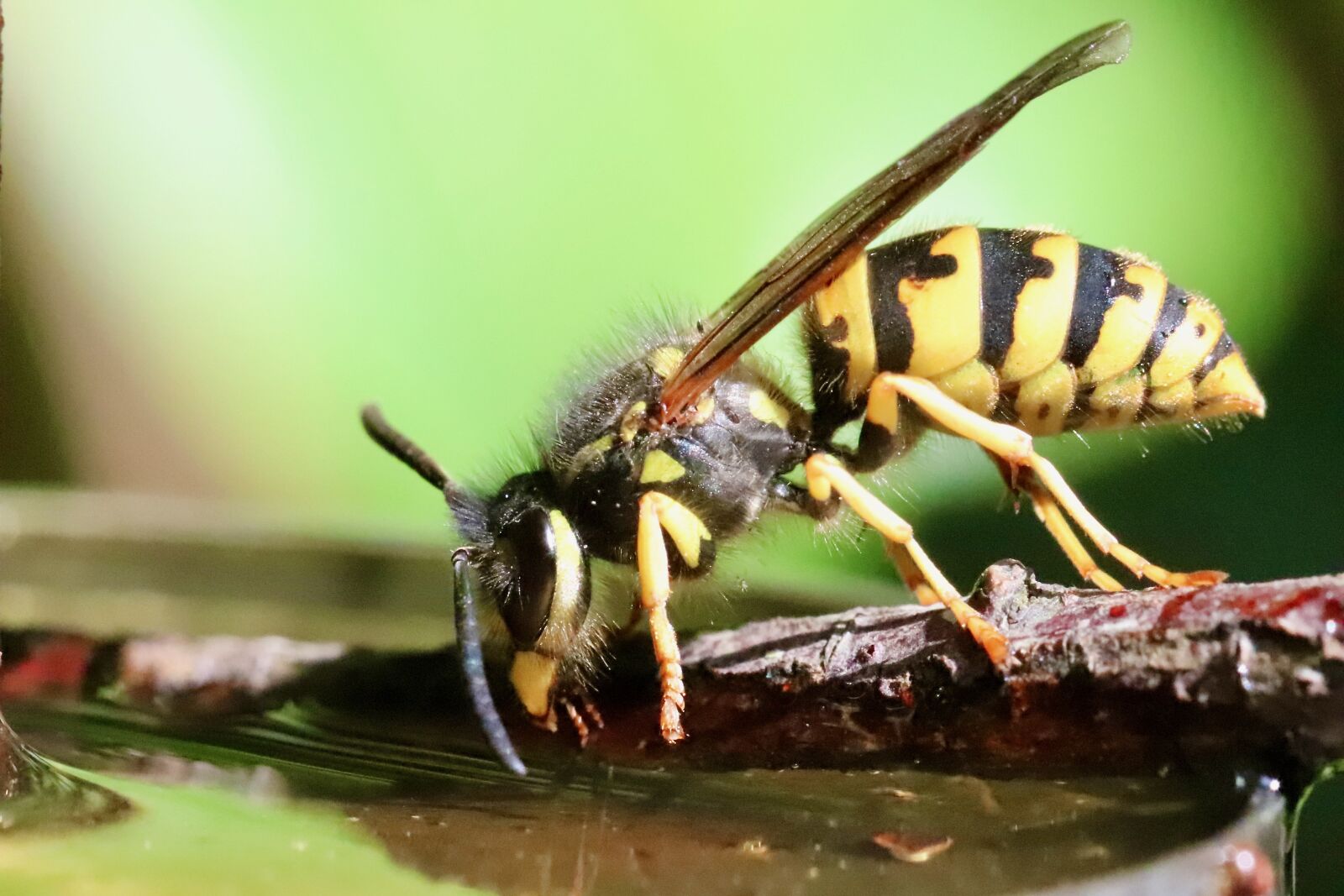 Canon EOS 800D (EOS Rebel T7i / EOS Kiss X9i) sample photo. Insect, wasp, wasp waist photography