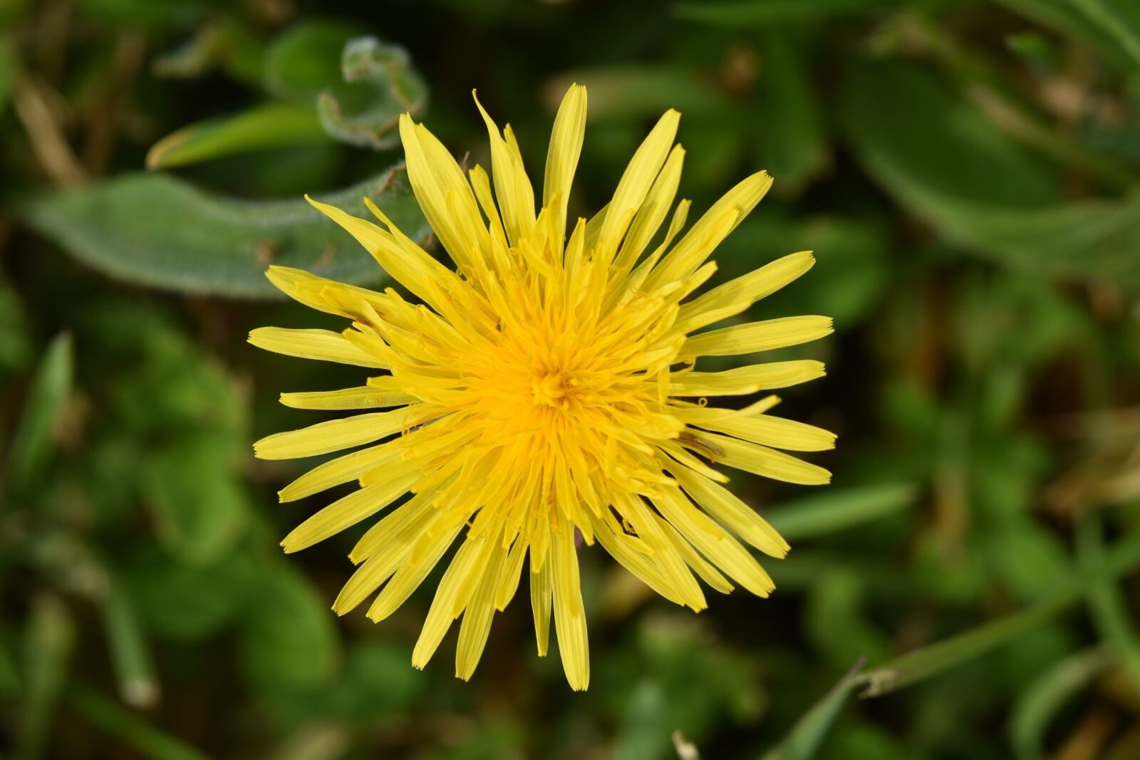 Nikon D5600 sample photo. Flower, dandelion, yellow flower photography