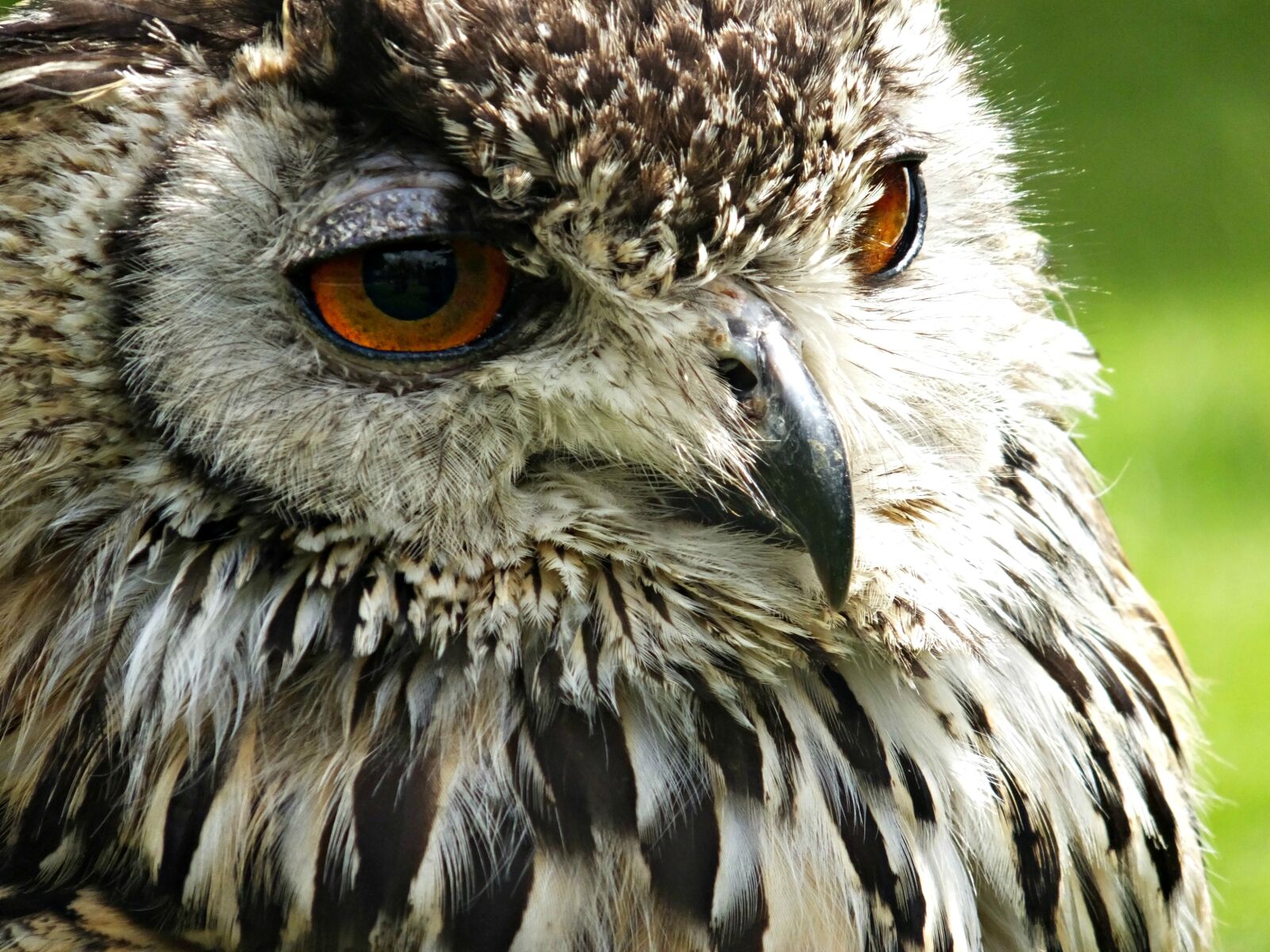 Fujifilm FinePix F900EXR sample photo. Nature, owl, macro, feathers photography