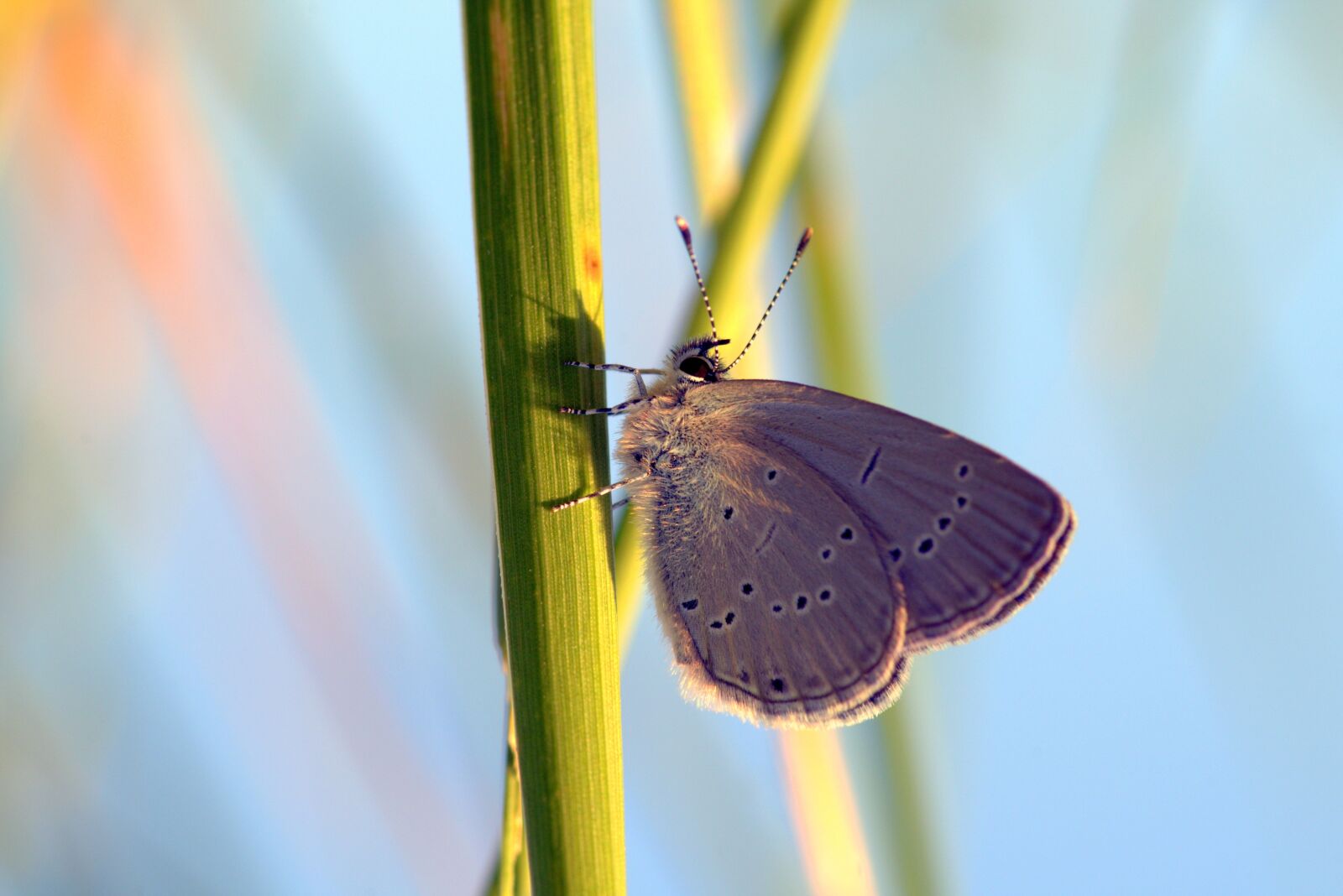 Pentax K-S2 sample photo. Butterfly, modraszek, meadow photography