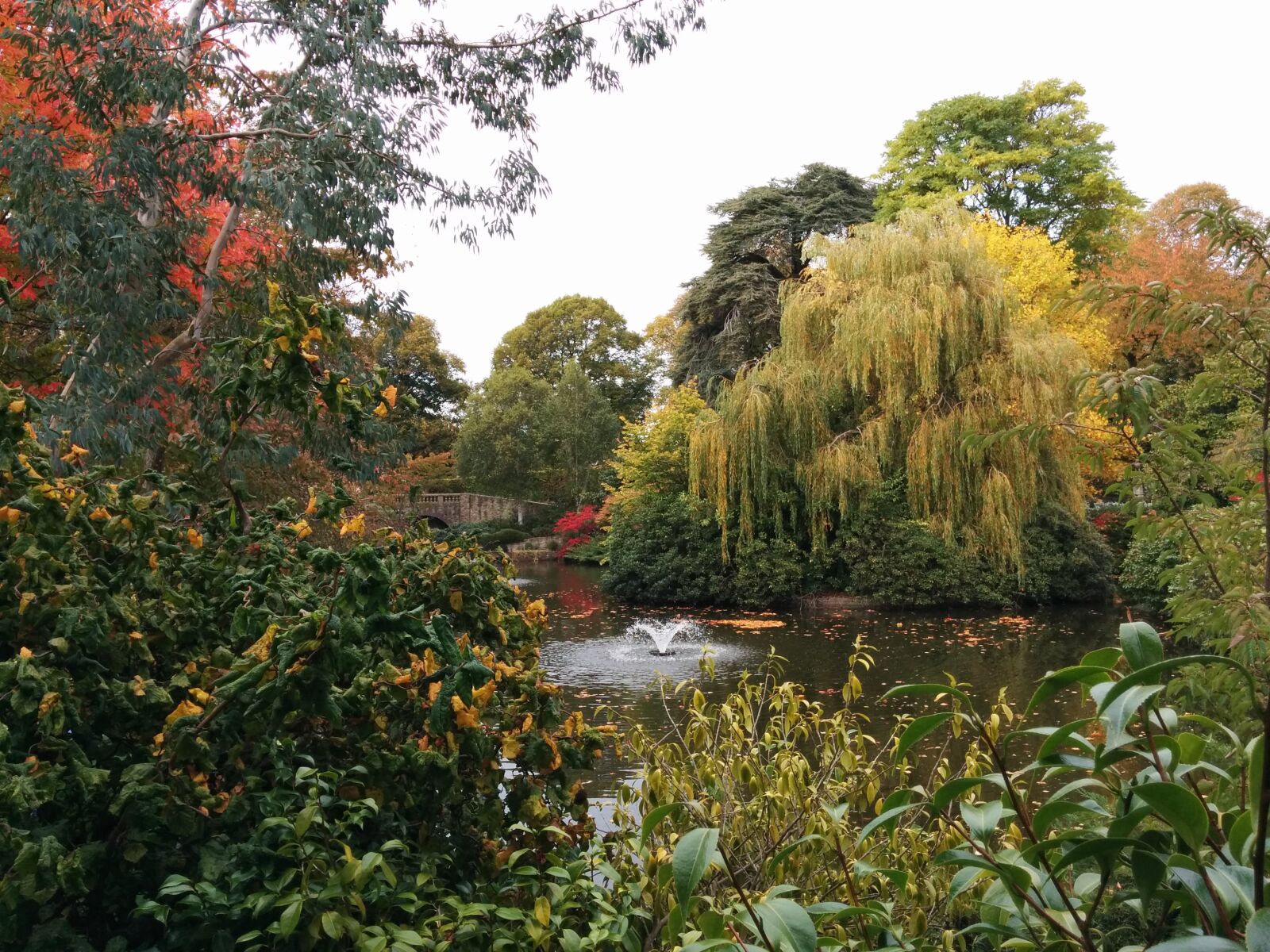 LG Nexus 5 sample photo. Autumn, garden, shrewsbury photography