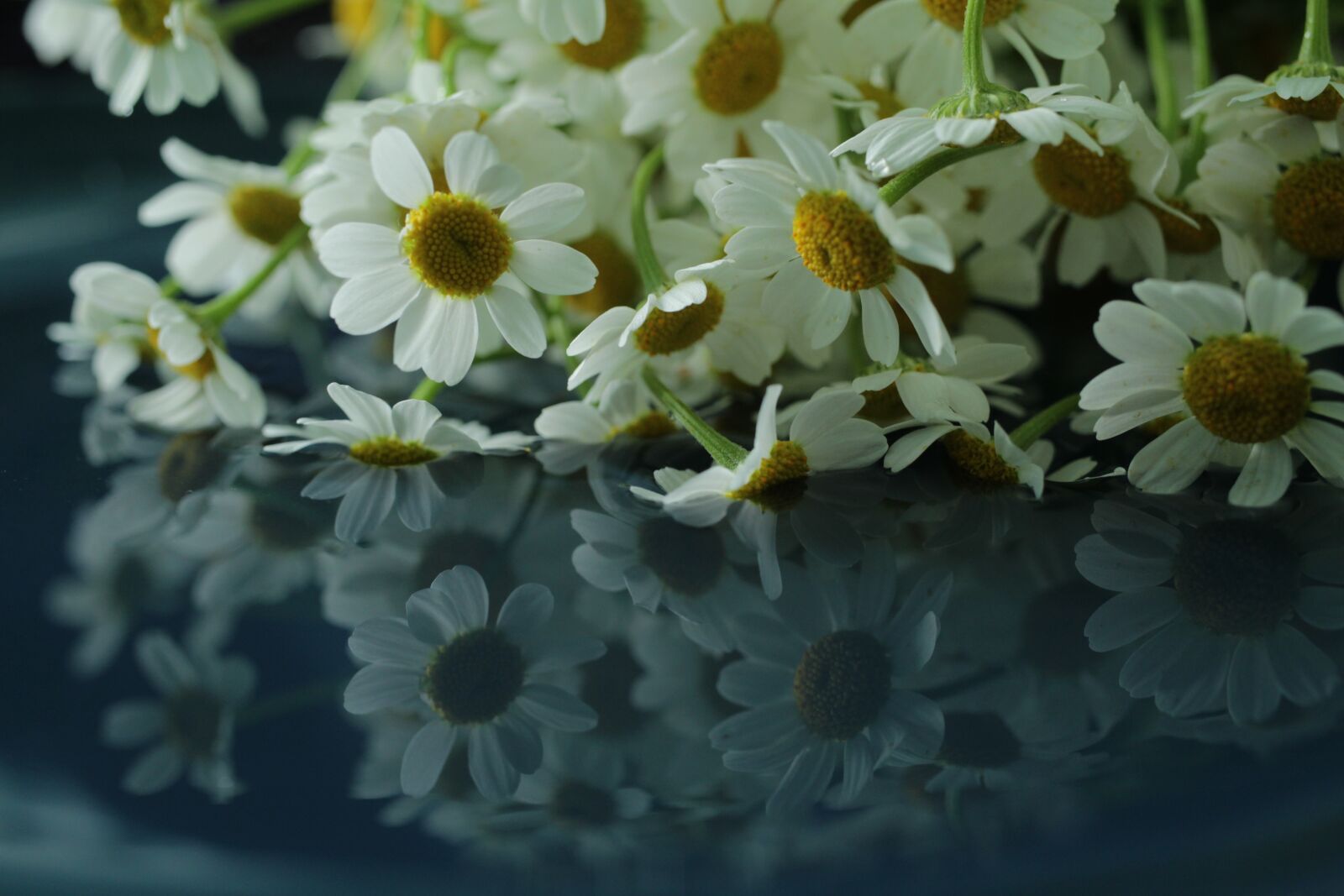 Canon EOS 4000D (EOS Rebel T100 / EOS 3000D) sample photo. Chamomile, flower, reflection photography