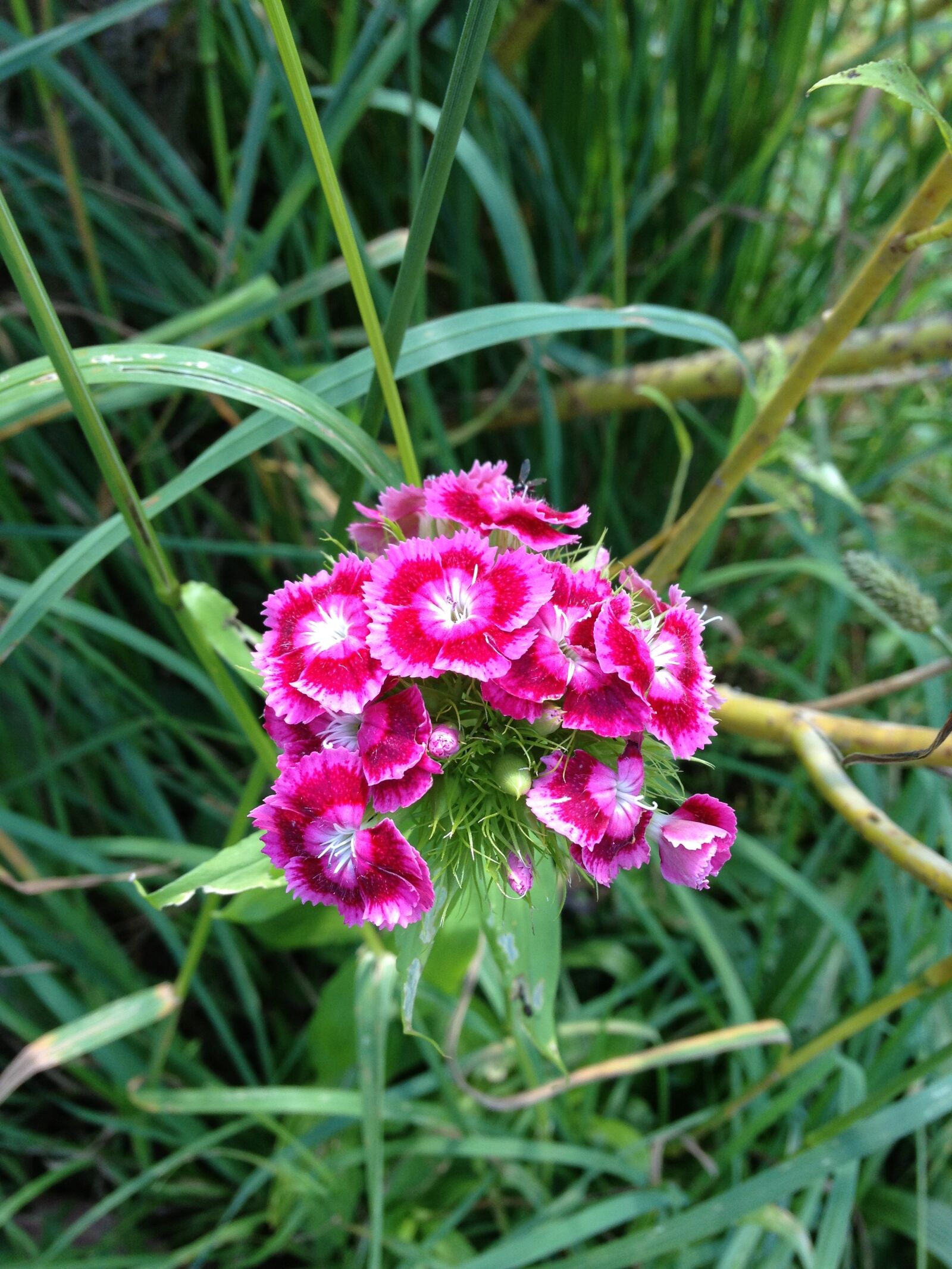 Apple iPhone 4S sample photo. Cloves, flowers, garden photography