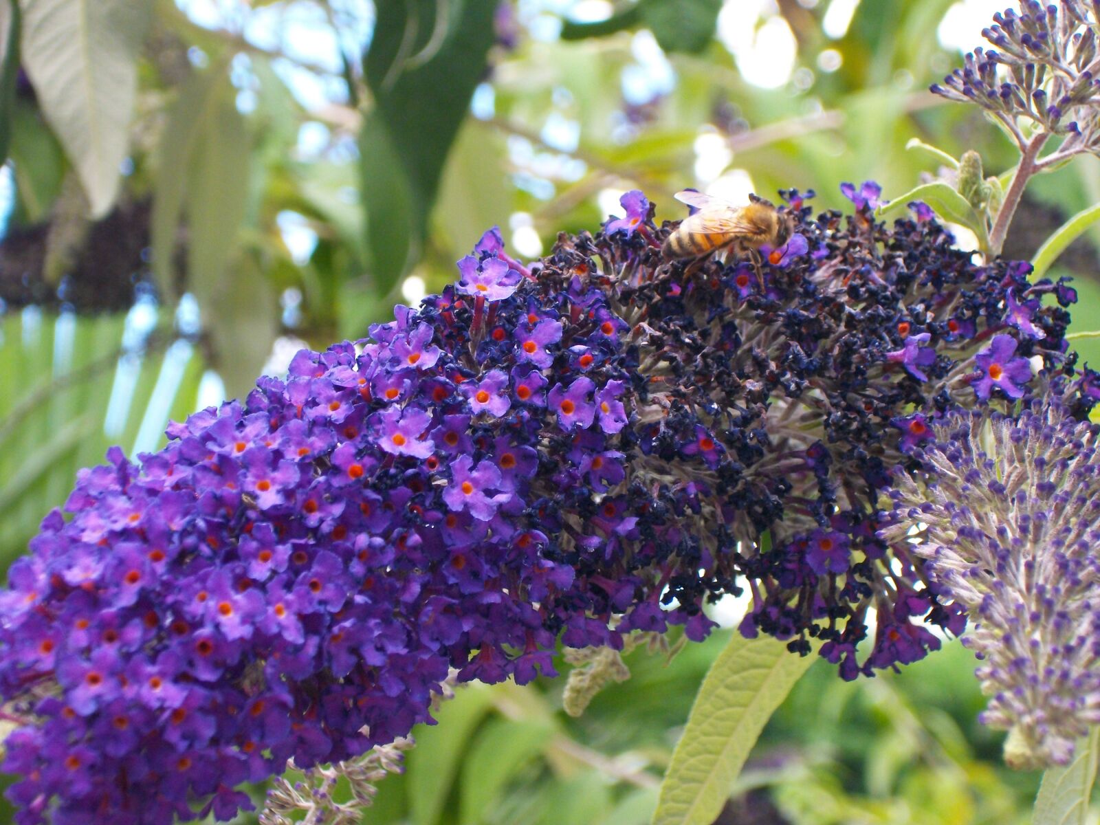 Pentax Optio M85 sample photo. Bee, honey, flower photography
