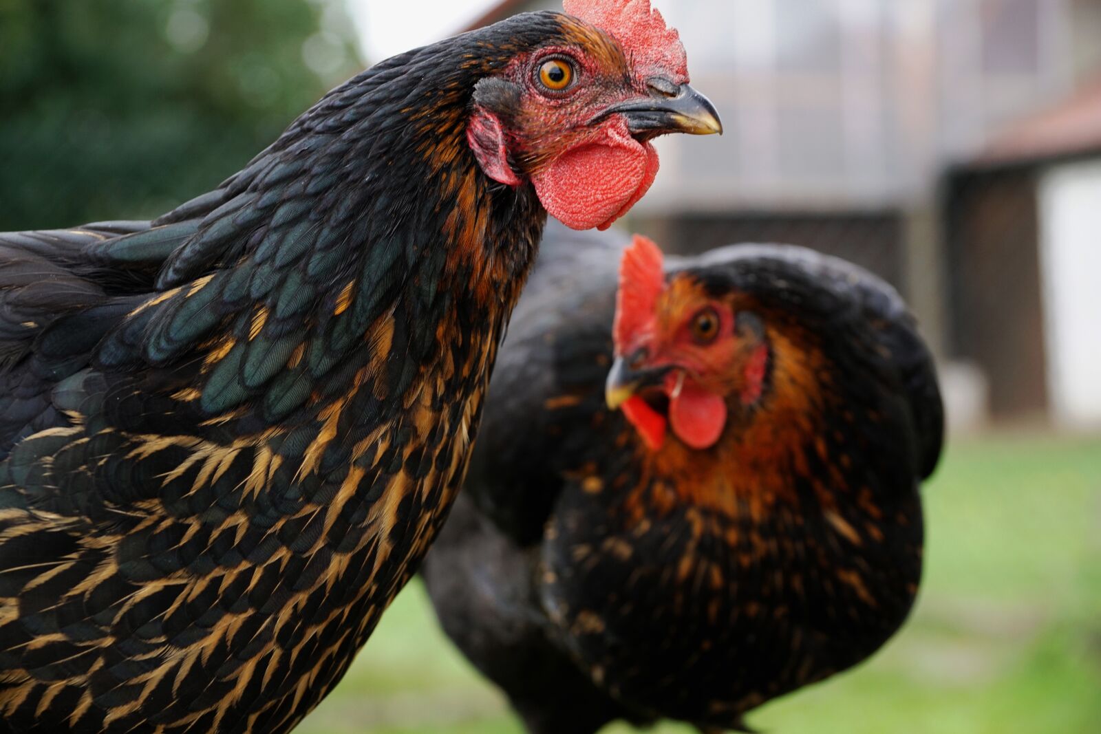 Sony DT 18-135mm F3.5-5.6 SAM sample photo. Chicken, curiosity, eye photography