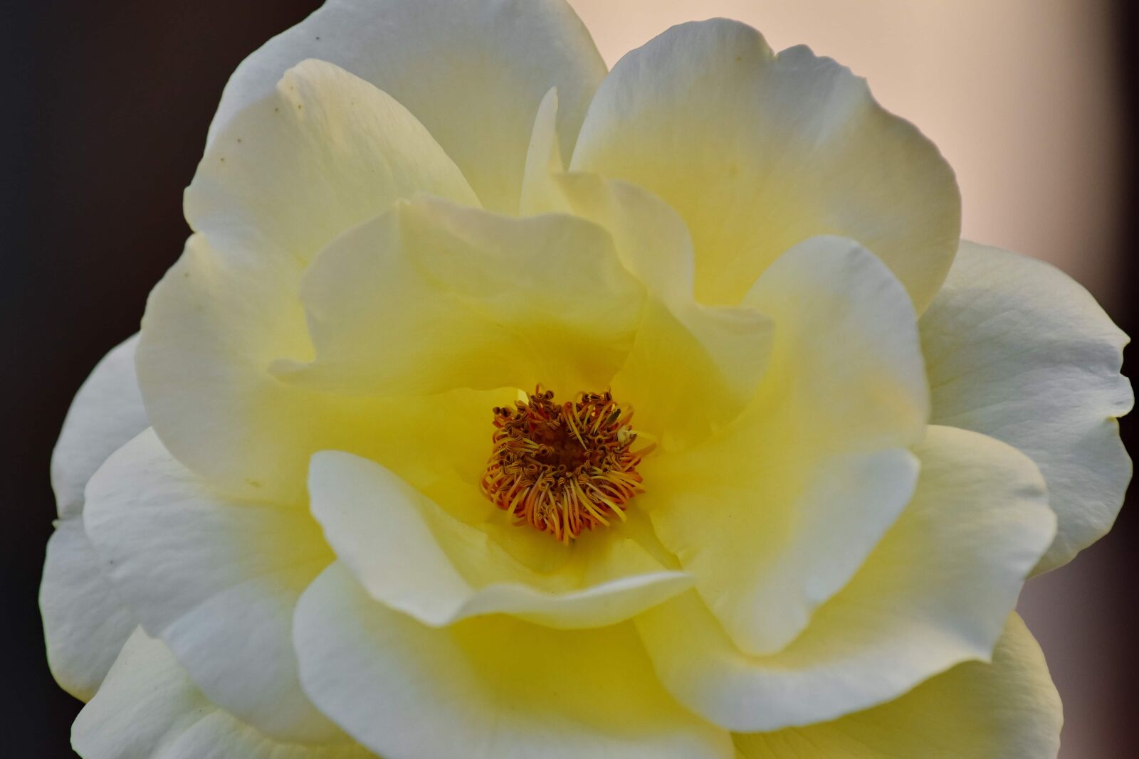 Nikon D5500 sample photo. Center, focus, pistil, rose photography
