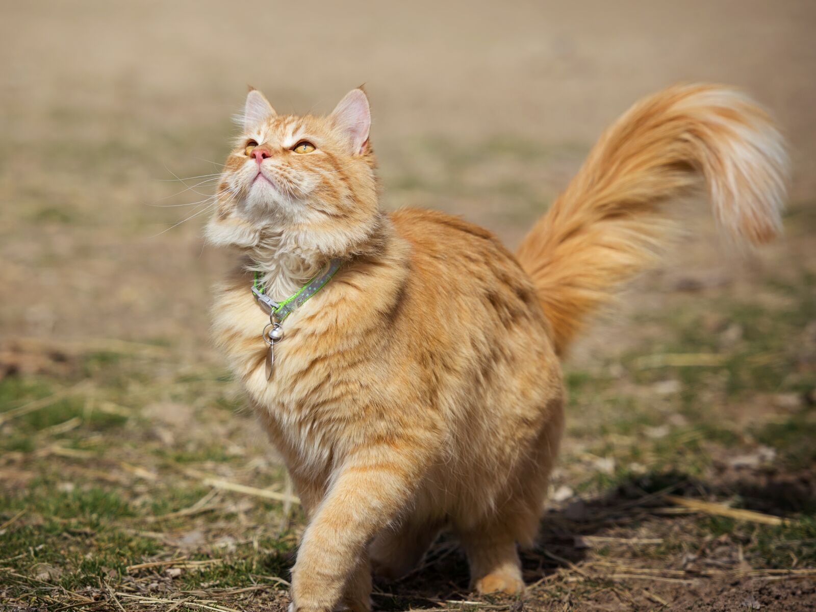 Nikon D7200 sample photo. Cute, animal, mammal photography