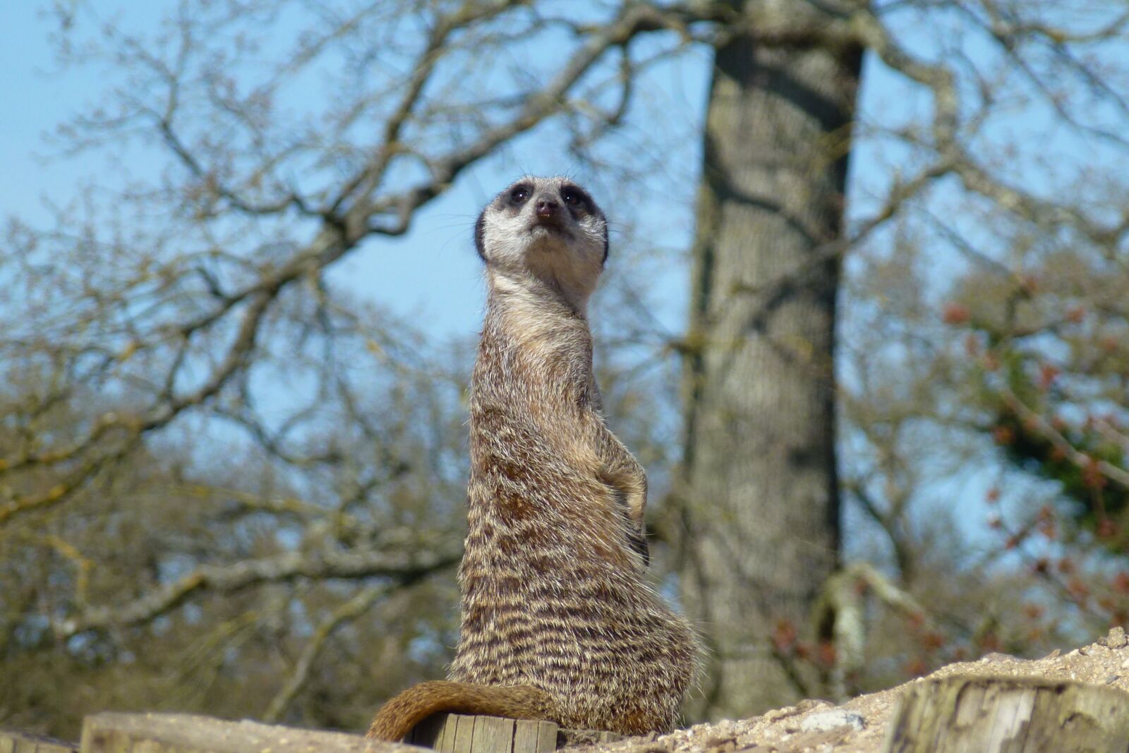 Panasonic Lumix DMC-ZS10 (Lumix DMC-TZ20 / Lumix DMC-TZ22) sample photo. Meerkat, king, watching photography