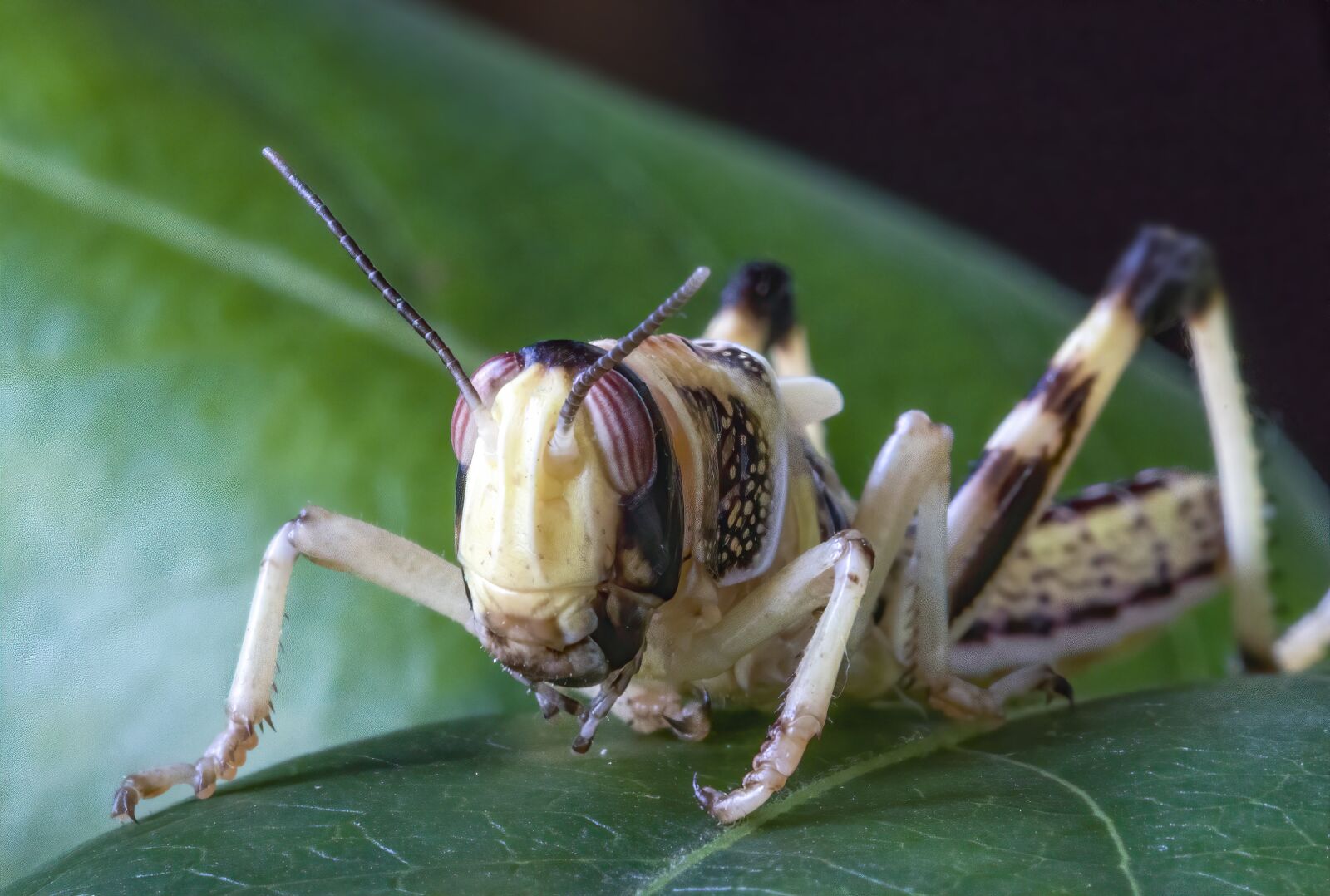 Canon EOS 800D (EOS Rebel T7i / EOS Kiss X9i) sample photo. Desert locust, insect, legs photography
