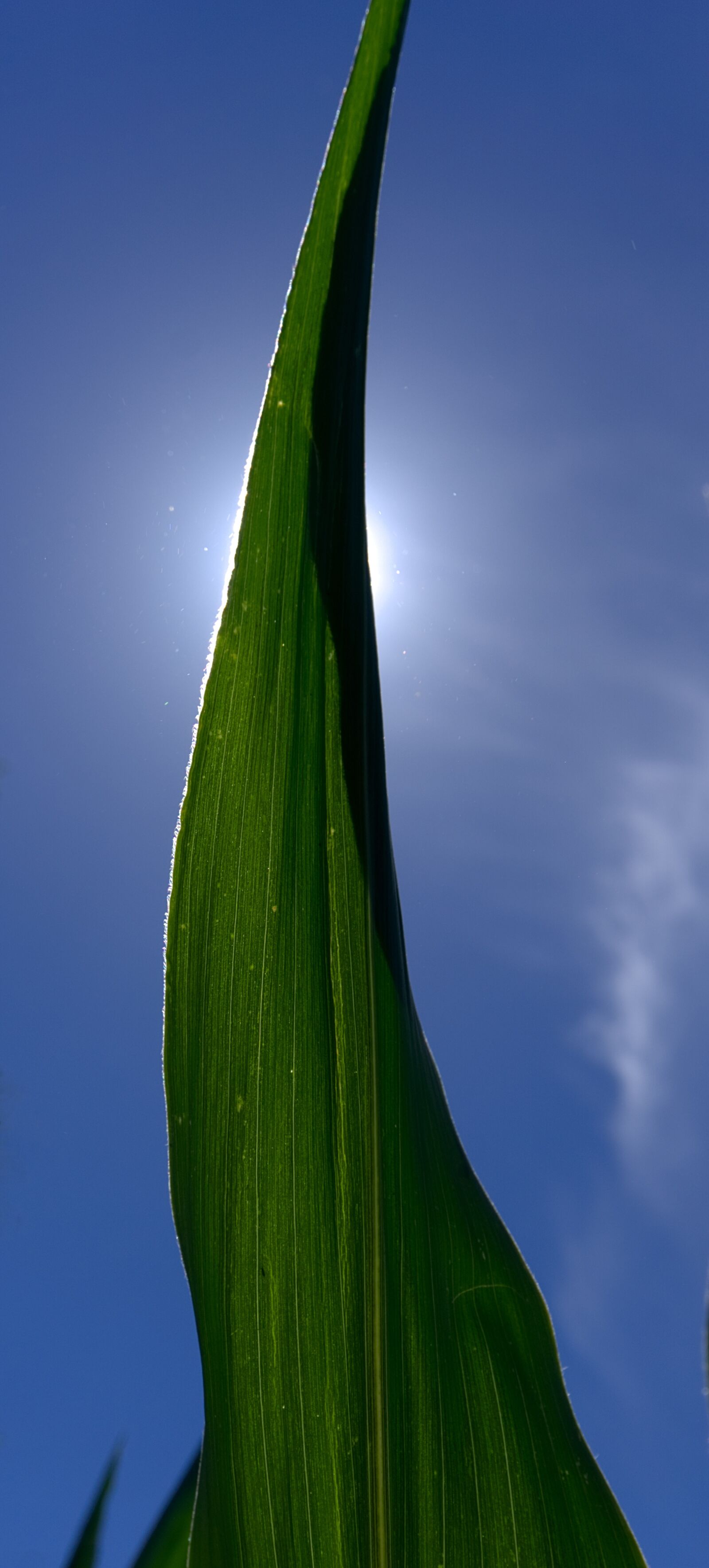 Sony a6000 sample photo. Corn, leaf, corn leaf photography