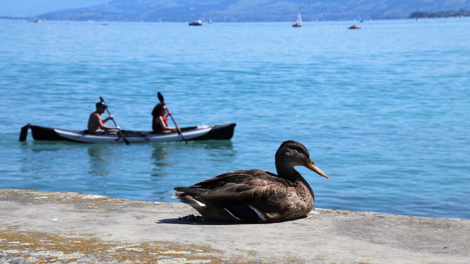Canon EOS 80D sample photo. Duck, sitting, floats photography