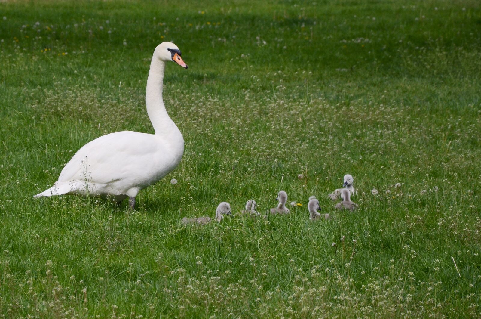 Nikon D5100 sample photo. Swan, nature, animal photography