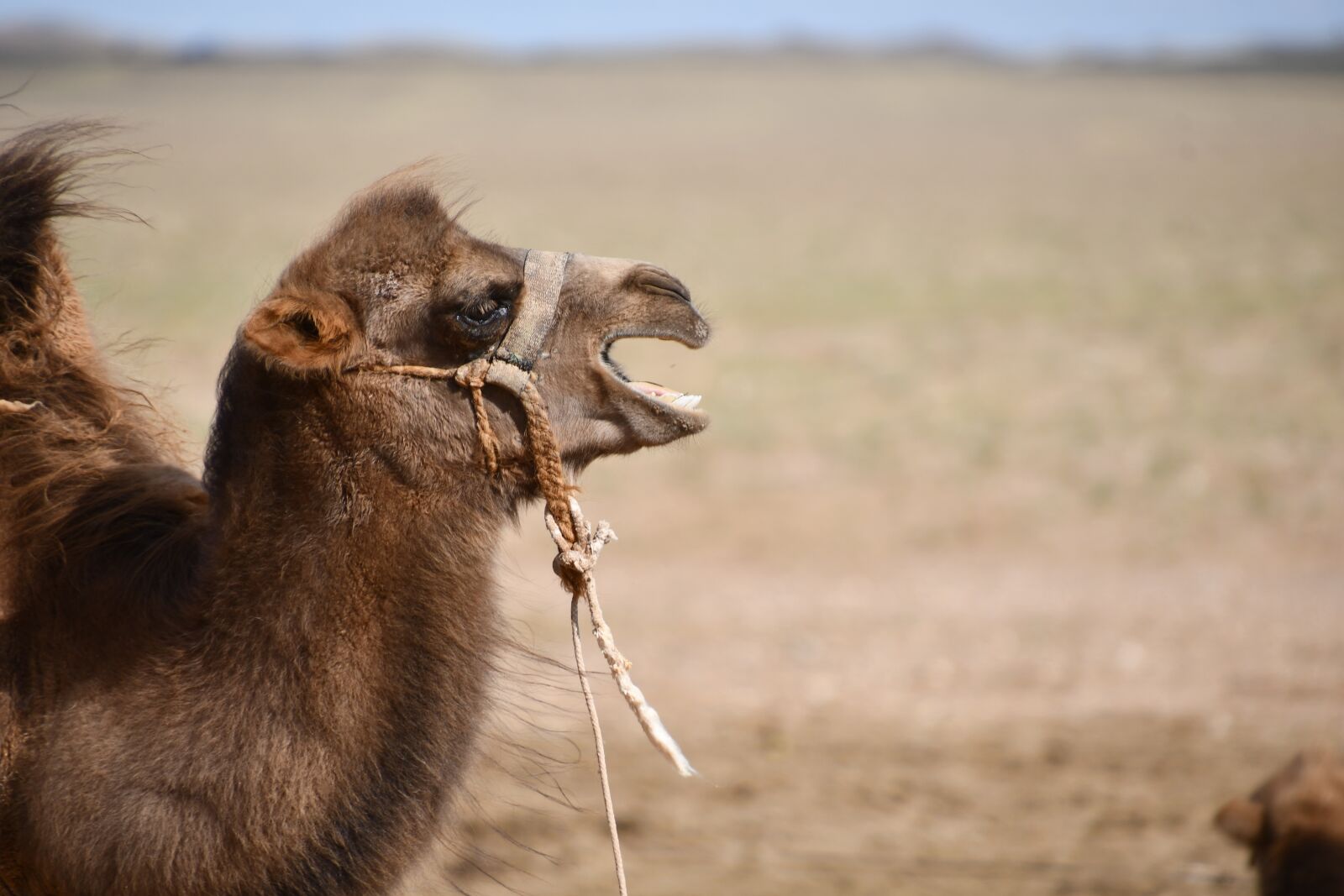 Nikon D7500 sample photo. Camel, animal, desert photography