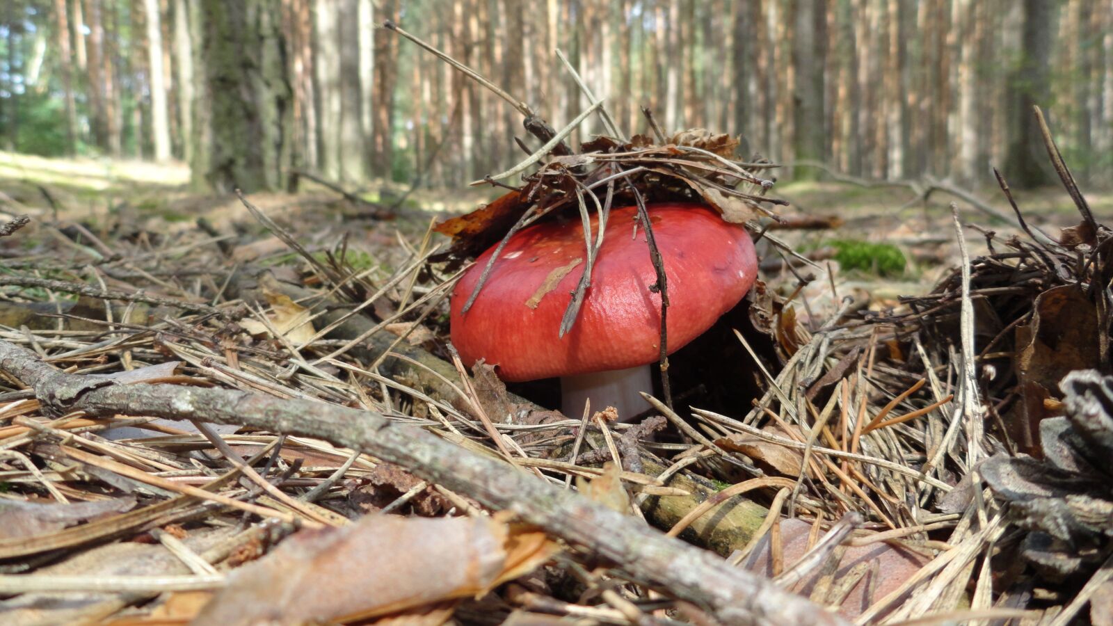 Sony Cyber-shot DSC-H70 sample photo. Mushroom, forest, poisonous mushroom photography