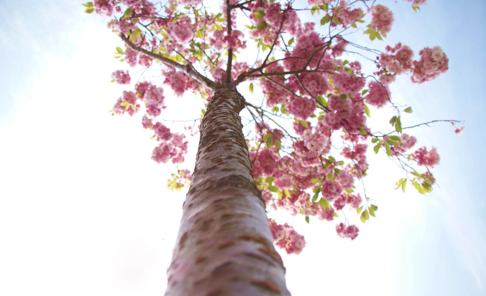 Sony Alpha DSLR-A200 sample photo. Background, pink, tree photography