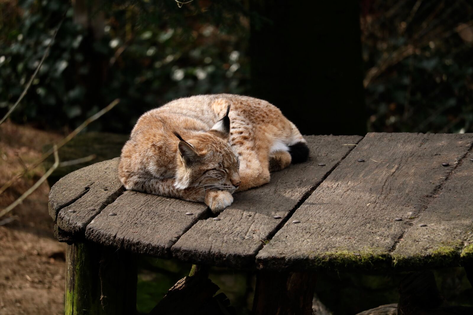 Canon EOS 750D (EOS Rebel T6i / EOS Kiss X8i) sample photo. Nature, animal world, lynx photography