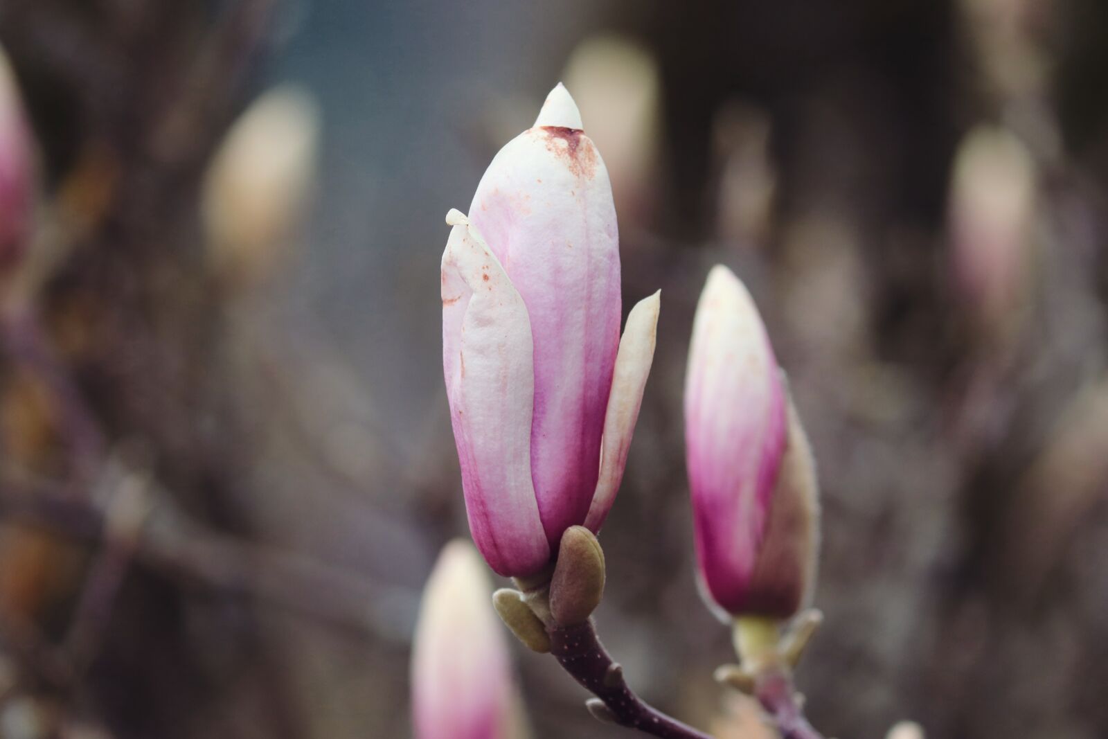 Canon EOS 200D (EOS Rebel SL2 / EOS Kiss X9) sample photo. Magnolia, bud, spring photography