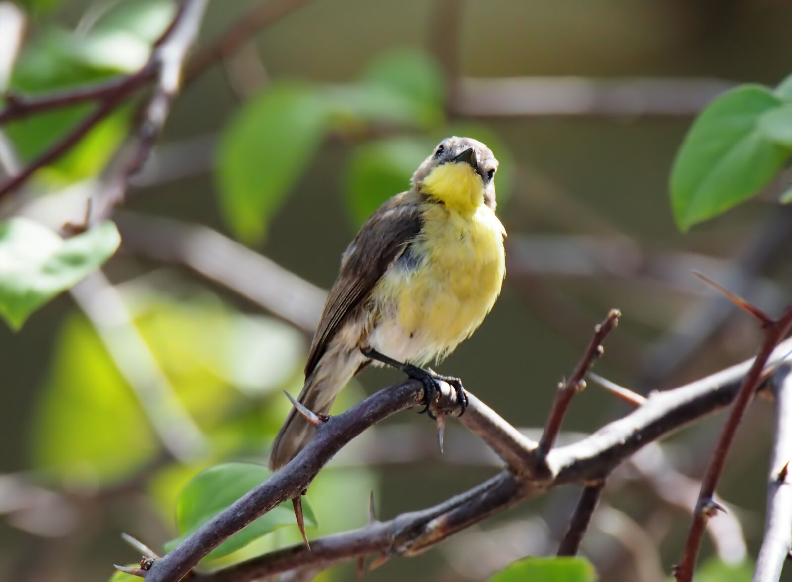 Olympus OM-D E-M1 sample photo. Bird, nature, wildlife photography