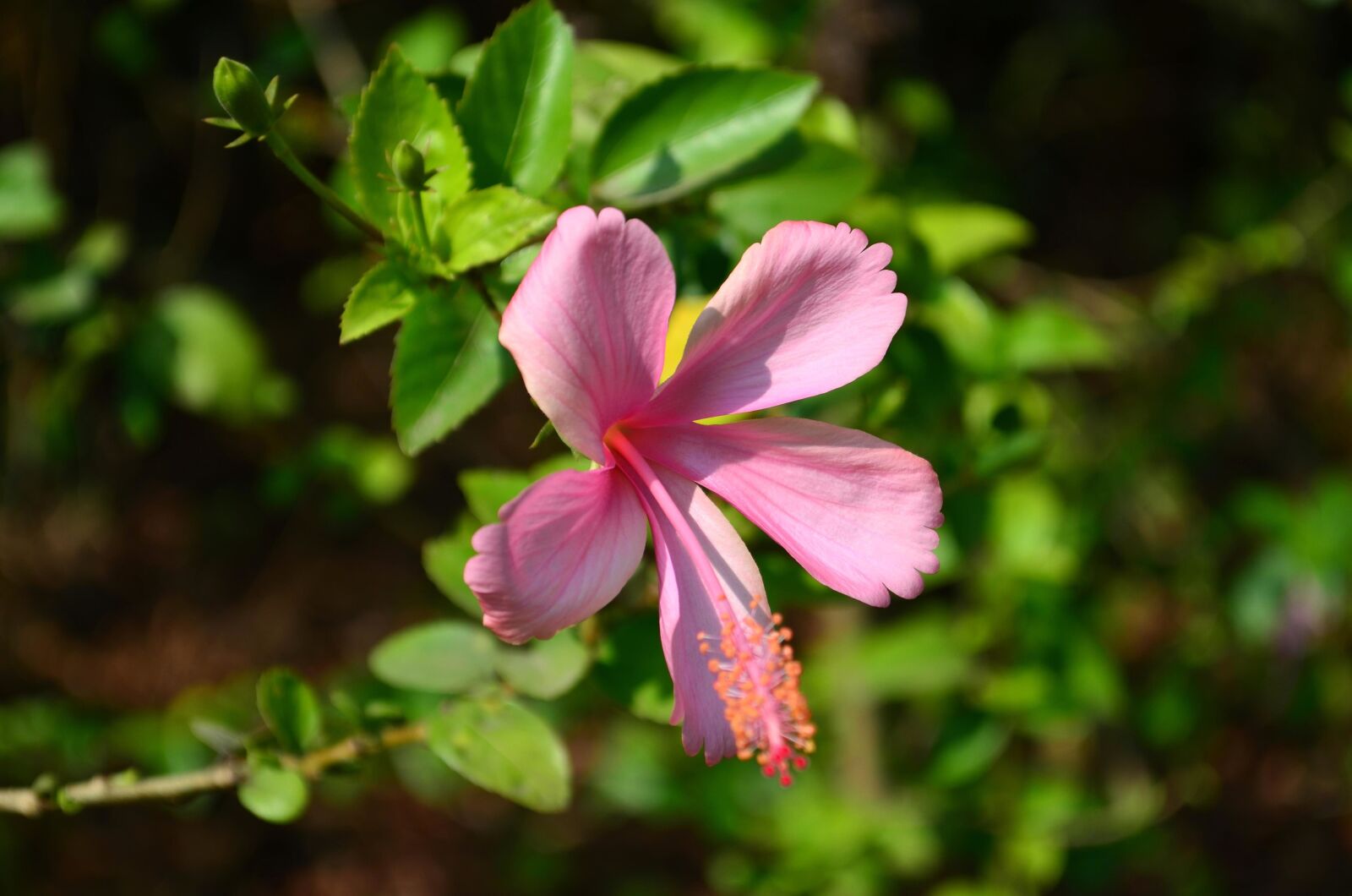 Nikon D5100 sample photo. Hibiscus, pink, flower, herb photography