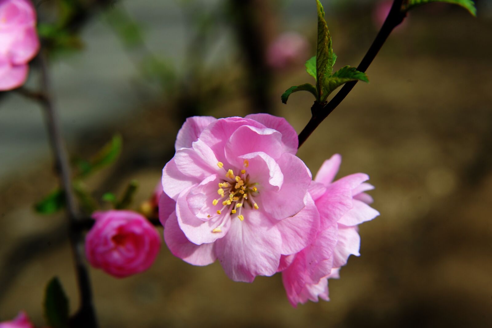 Nikon D700 sample photo. Double prunus triloba, prunus photography