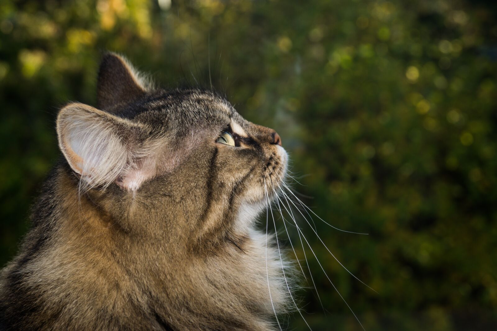 Sony DT 18-55mm F3.5-5.6 SAM II sample photo. Cat, norwegian forest cat photography