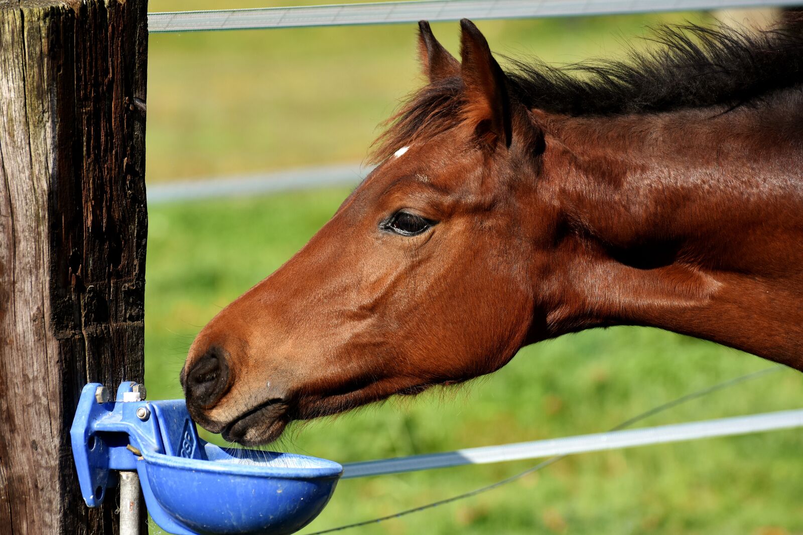 Nikon D7200 sample photo. Foal, horse, small horse photography