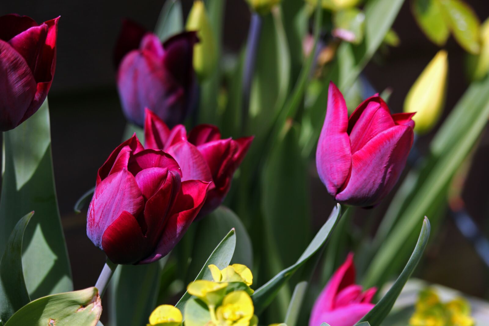 Canon EOS 700D (EOS Rebel T5i / EOS Kiss X7i) sample photo. Tulips, purple tulips, magenta photography