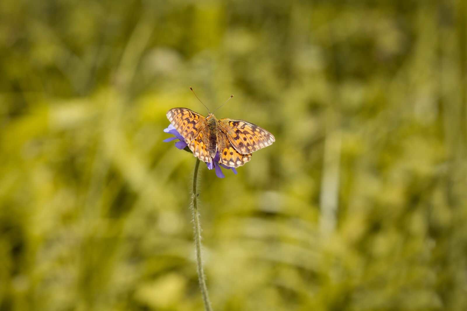 Nikon D7100 sample photo. Medium-sized fritillary, argynnis niobe photography