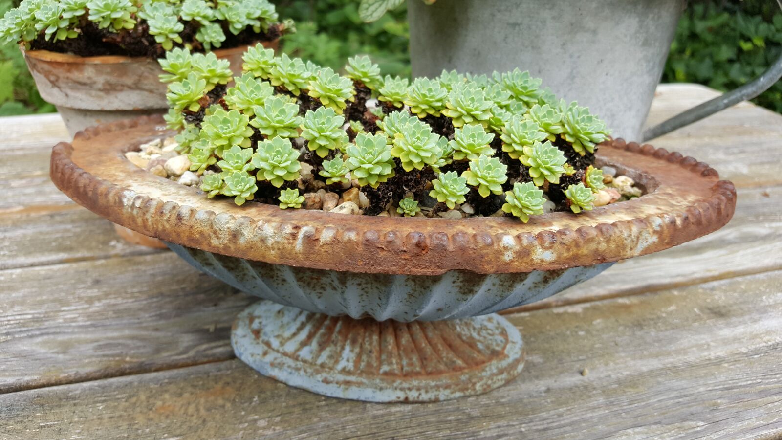 Samsung Galaxy S6 sample photo. Succulent, shell, stone garden photography