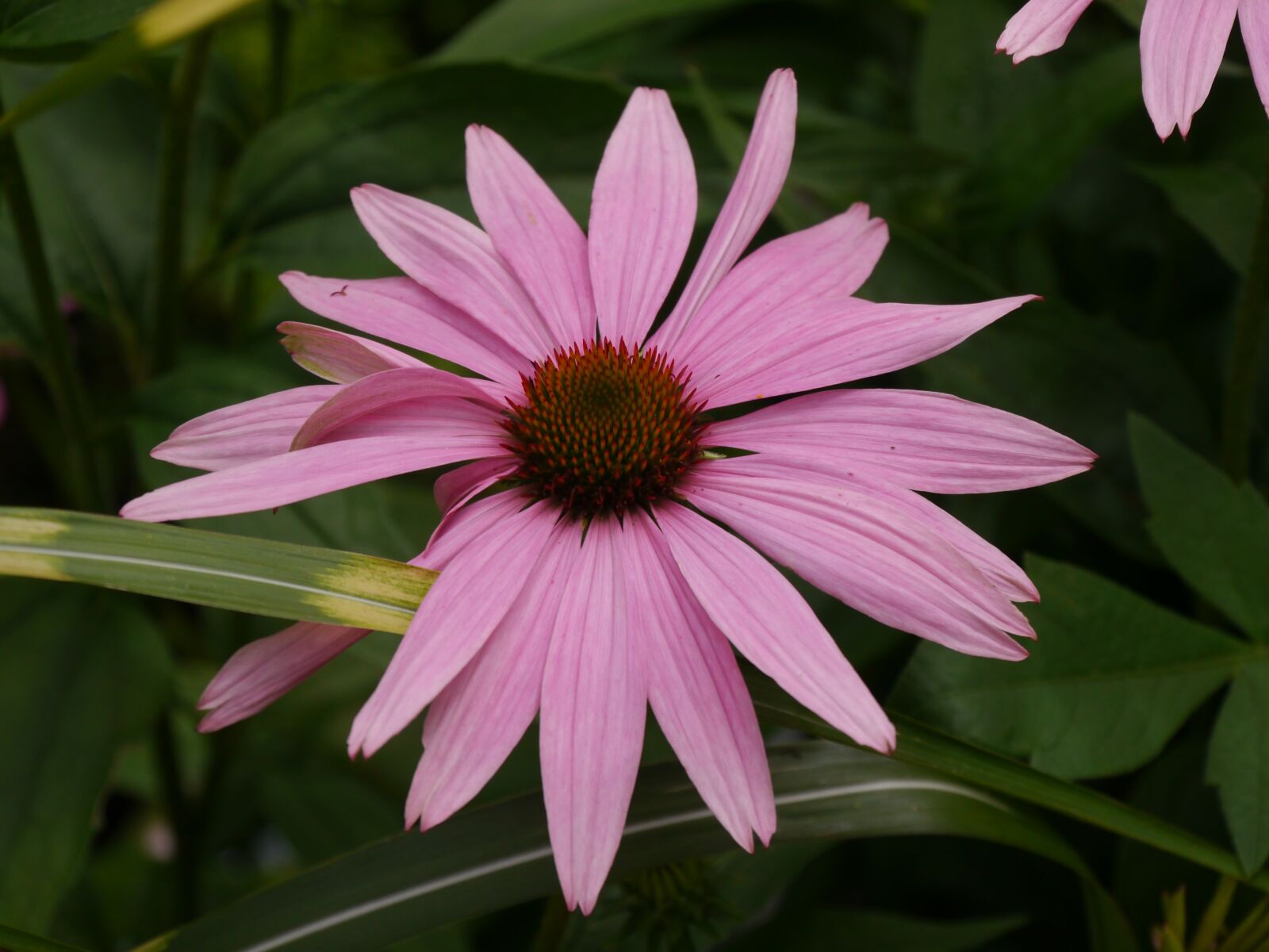 Panasonic Lumix DMC-G5 sample photo. Echinacea, nature, plant photography