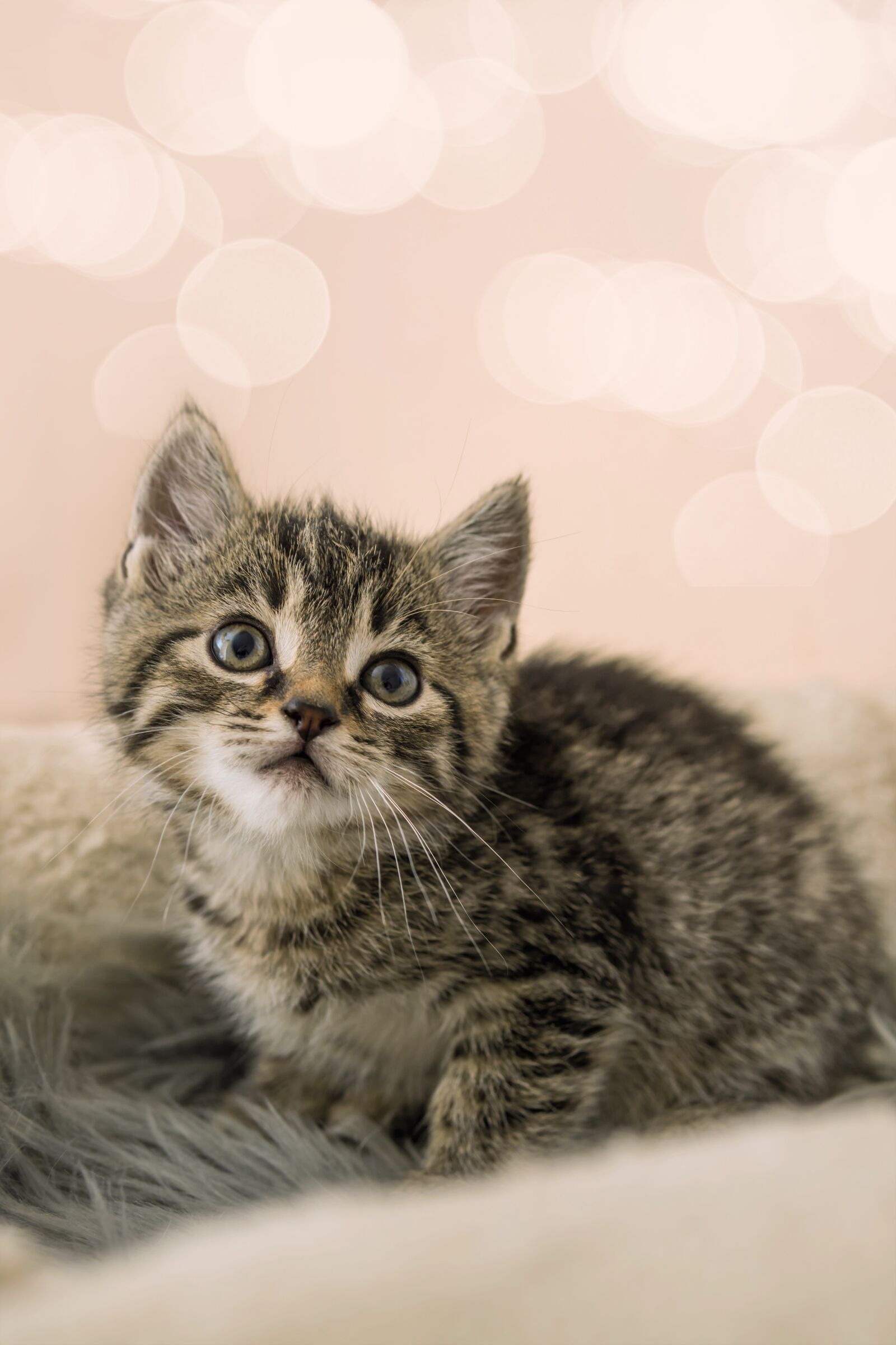 30mm F1.4 DC DN | Contemporary 016 sample photo. Kitten, cat baby, small photography