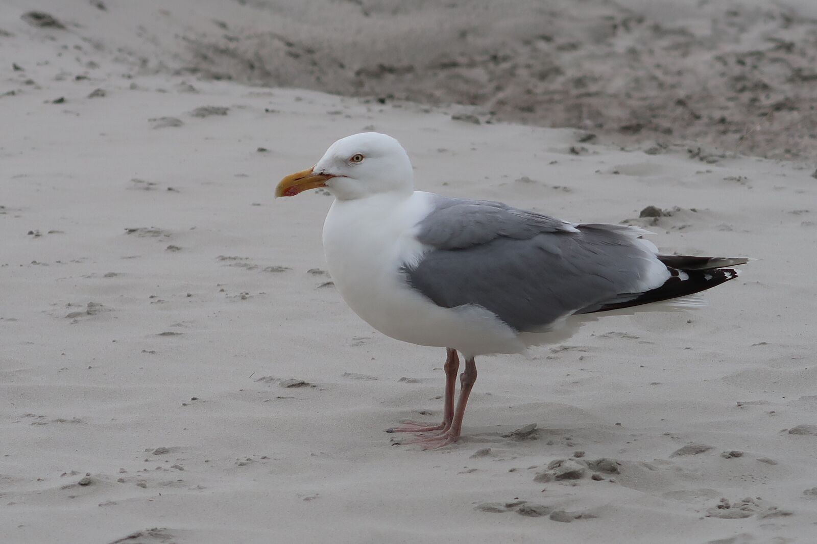 Canon PowerShot G7 X Mark II sample photo. Norderney, north sea, beach photography