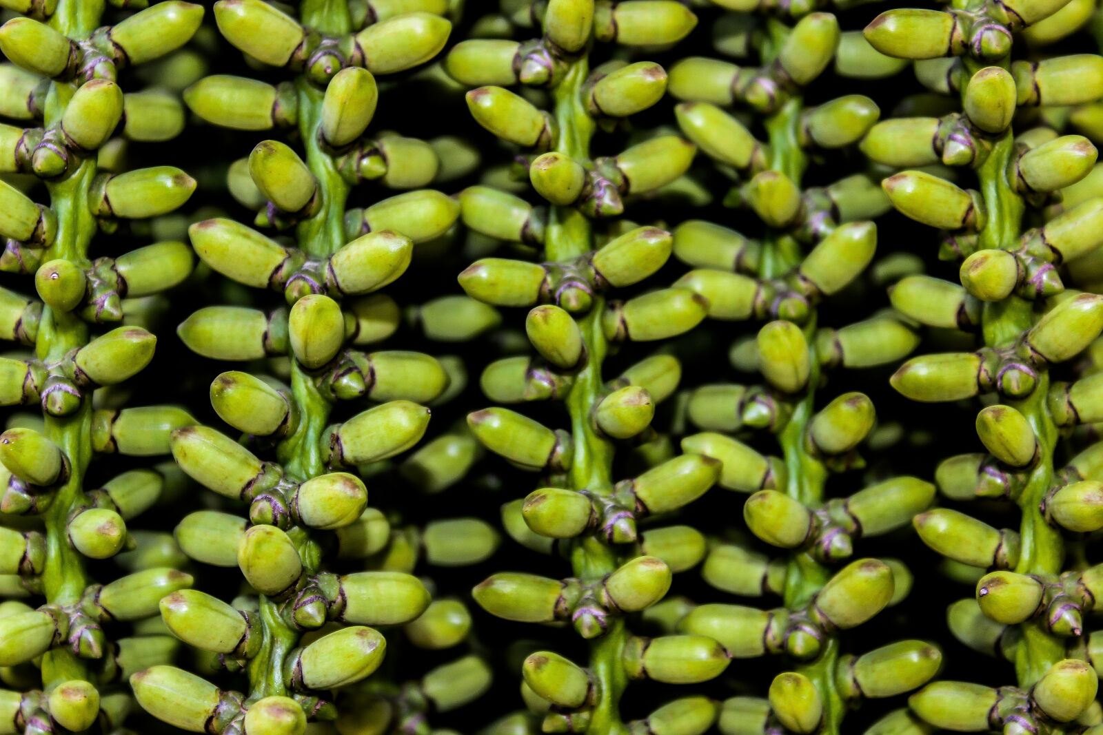 Canon EOS 600D (Rebel EOS T3i / EOS Kiss X5) sample photo. Plant, texture, green photography