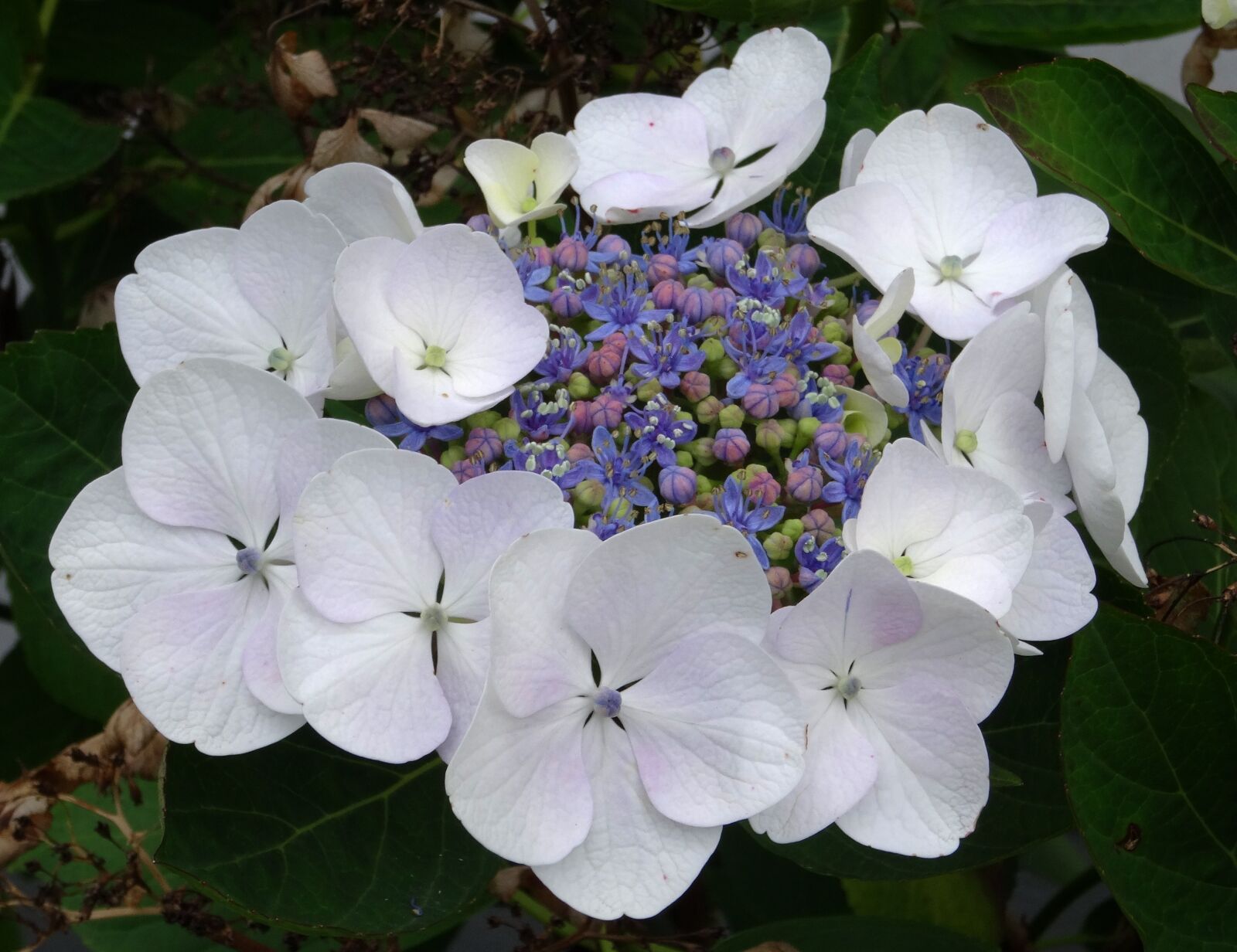 Sony Cyber-shot DSC-HX50V sample photo. Blossom, bloom, hydrangea photography