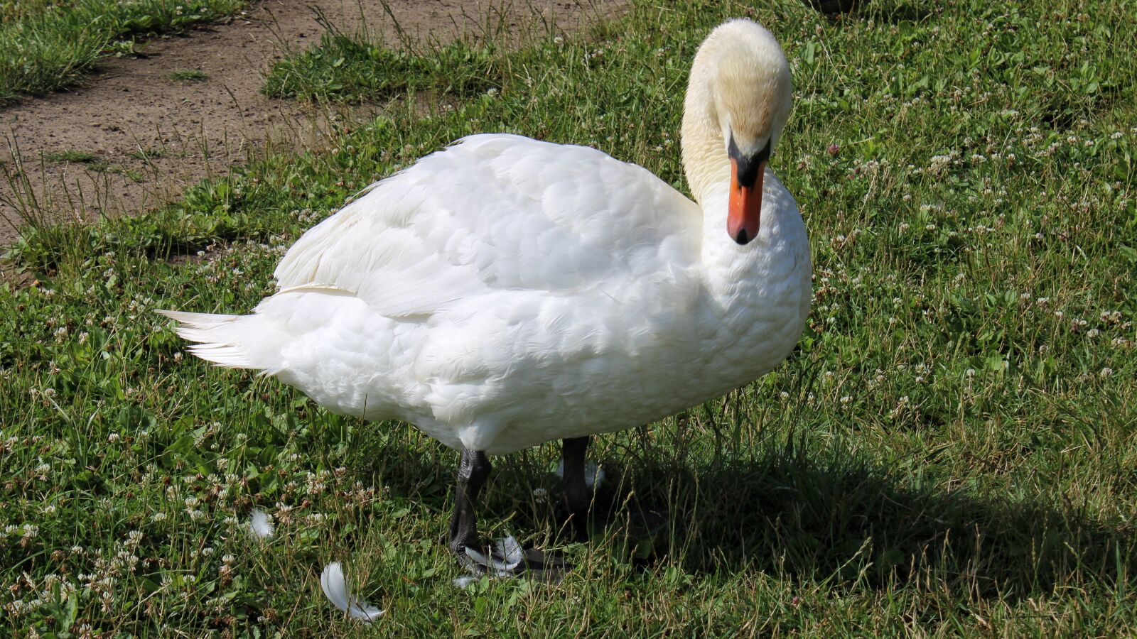 Canon EOS 2000D (EOS Rebel T7 / EOS Kiss X90 / EOS 1500D) sample photo. Swan, animal, nature photography