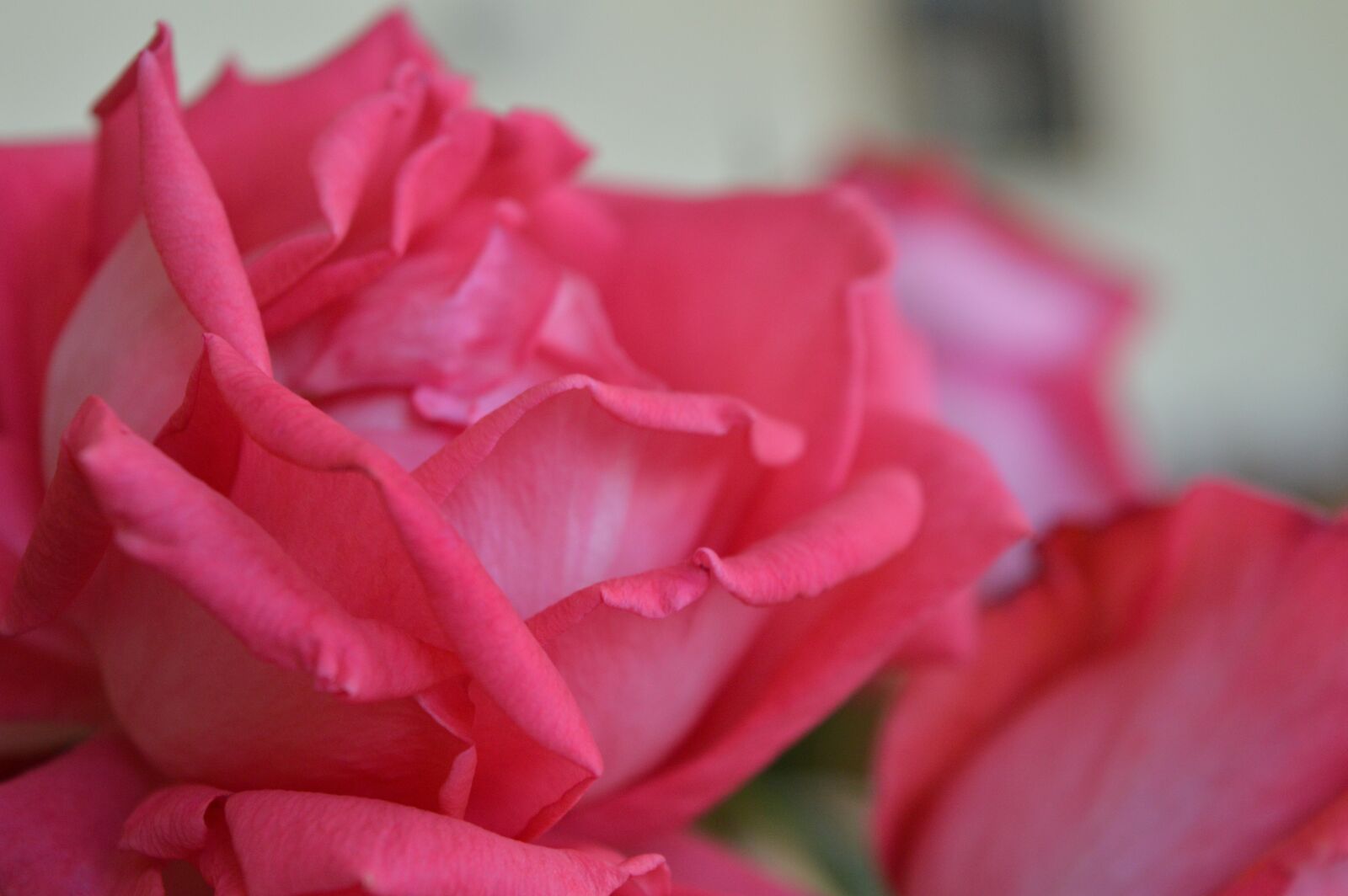 Nikon D3200 sample photo. Rose, flower pink, pink photography