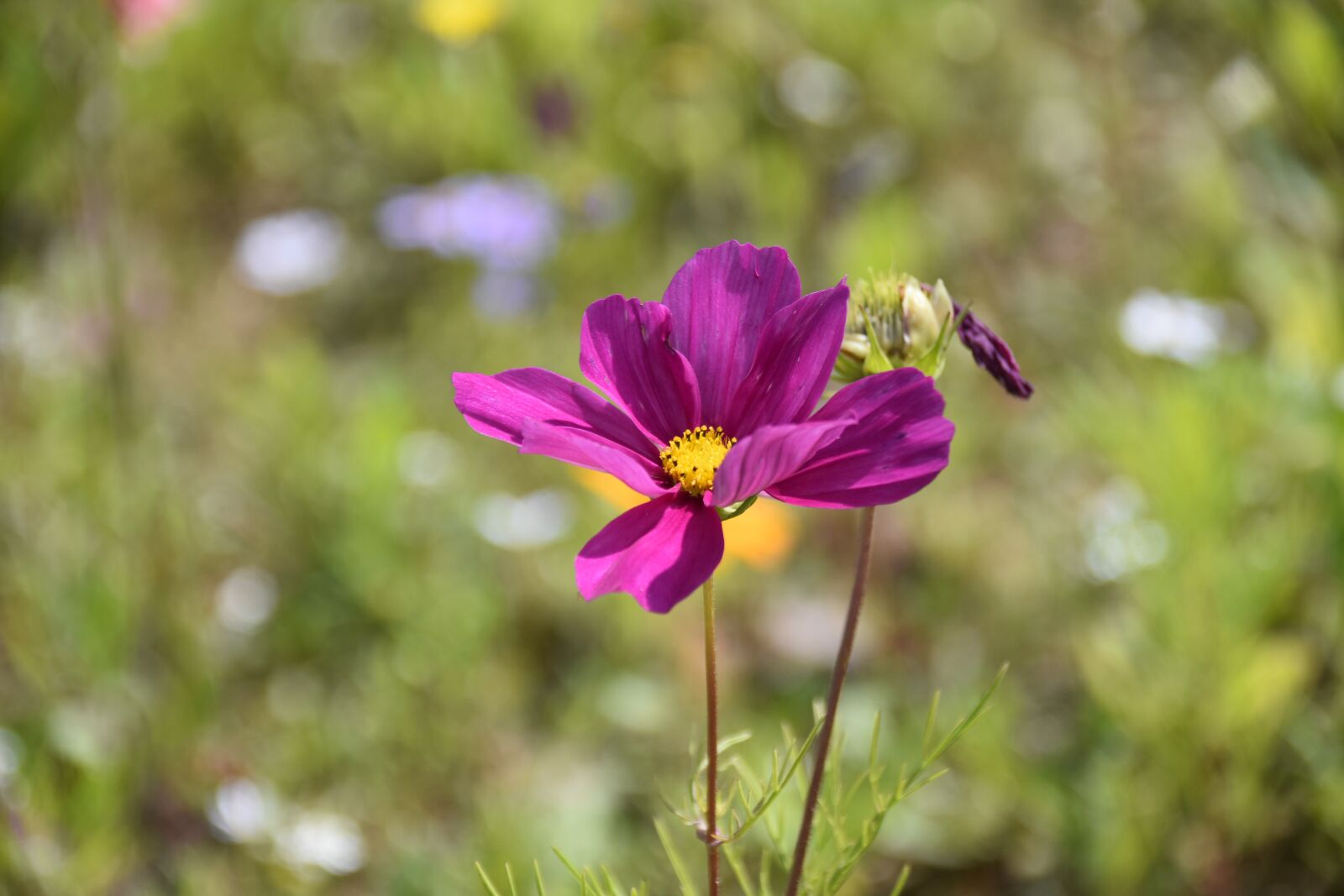 Nikon D5600 sample photo. Flower, flower color pink photography