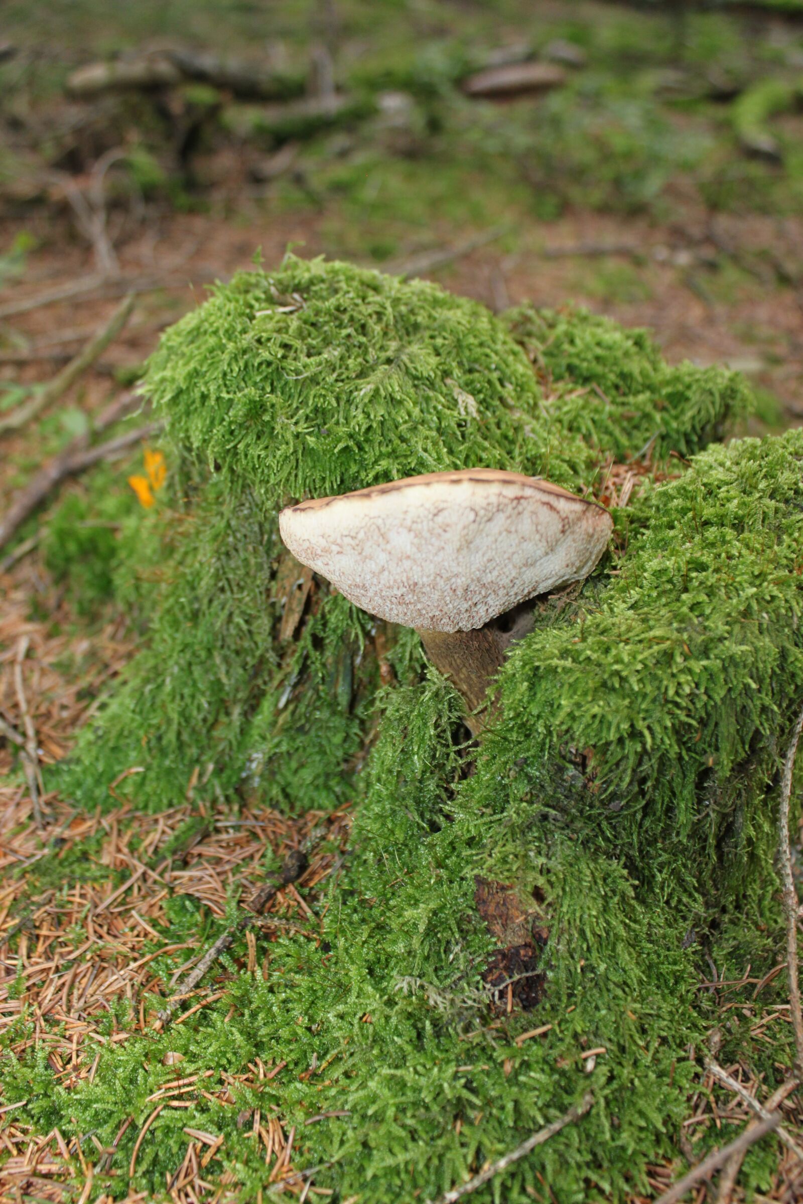 Canon EOS 500D (EOS Rebel T1i / EOS Kiss X3) sample photo. Mushroom, forest, ground photography