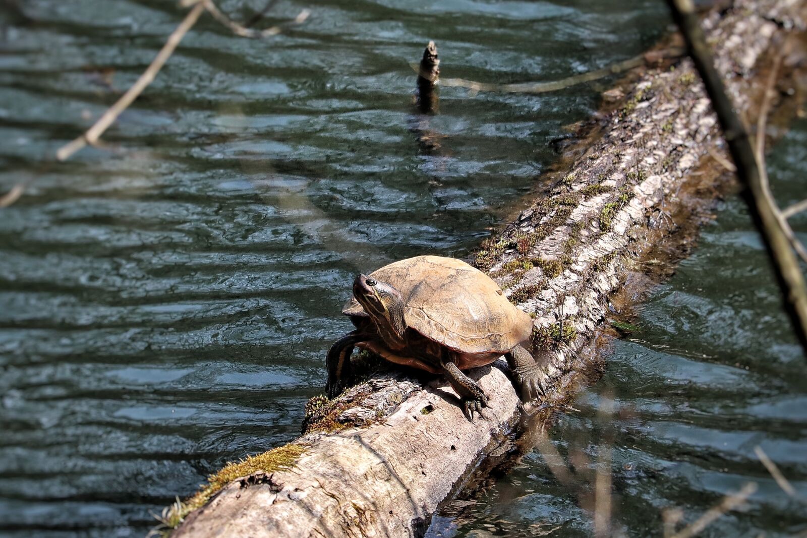 Canon EOS M50 (EOS Kiss M) sample photo. Turtle, animal, marsh turtle photography