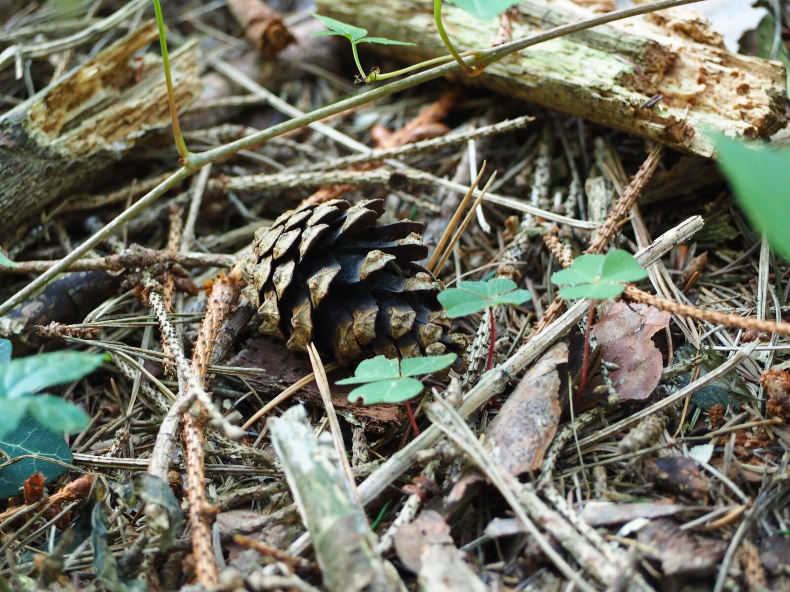 Olympus OM-D E-M10 sample photo. Forest, ground, nature photography
