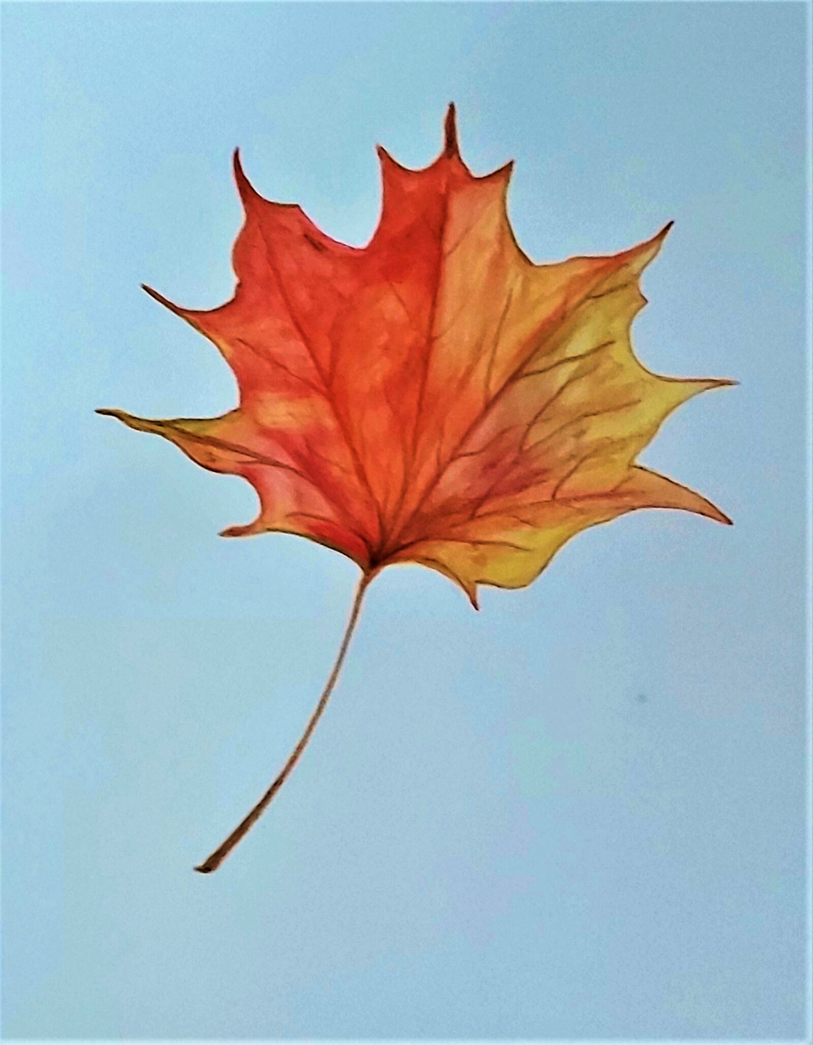 Samsung Galaxy A70 sample photo. Leaves, maple, nature photography