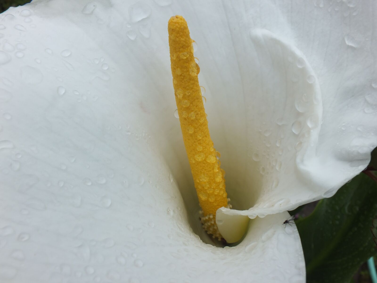 Fujifilm FinePix HS30EXR sample photo. White, flower, calla lilly photography