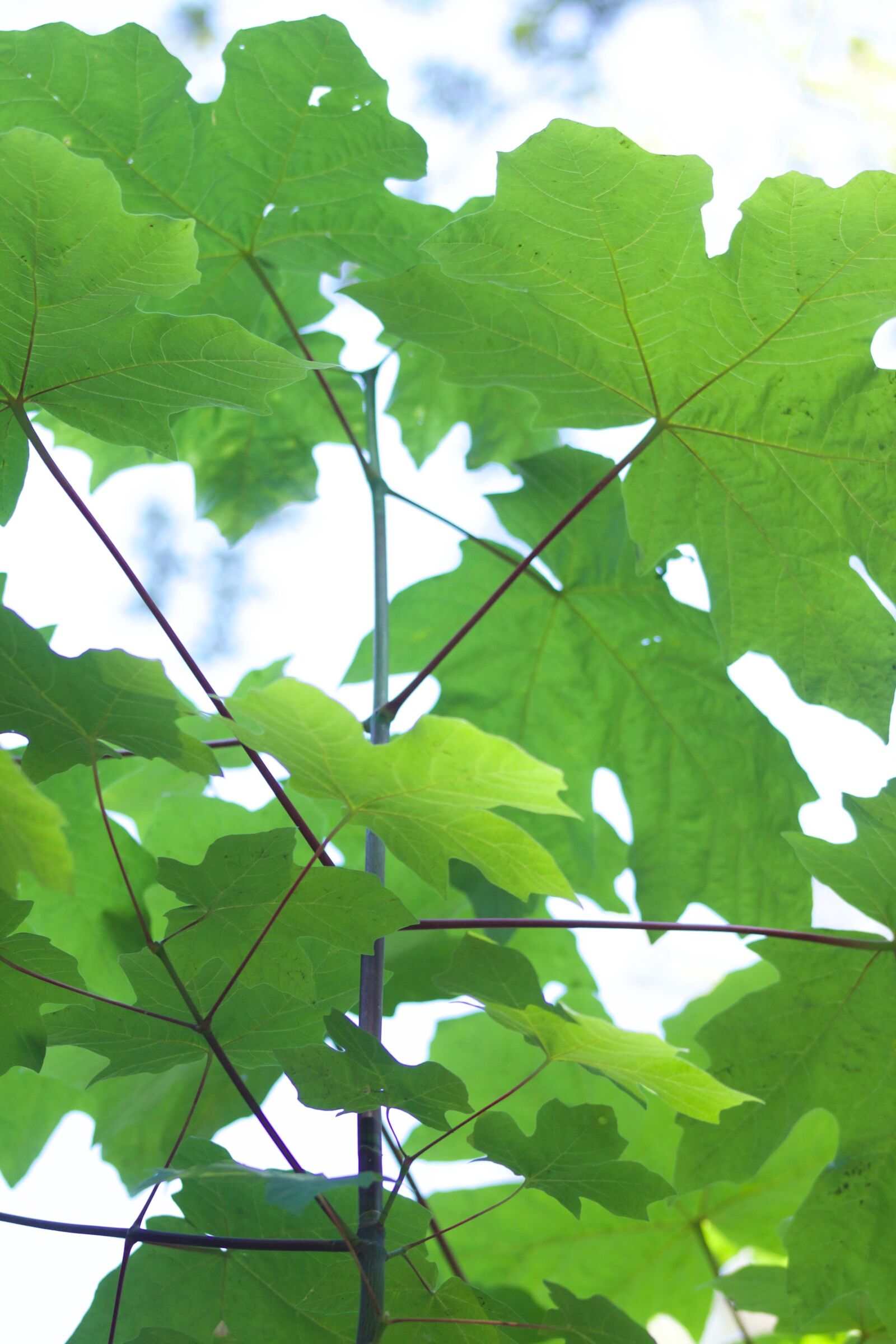 Canon EOS 500D (EOS Rebel T1i / EOS Kiss X3) sample photo. Looking up, leaves, nature photography